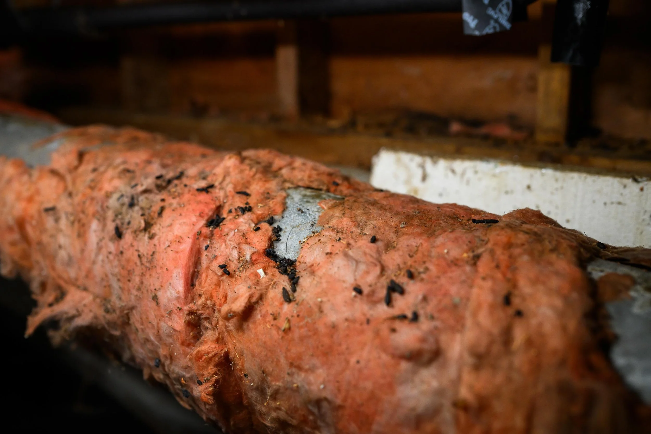 Rodent Restoration 5.jpg