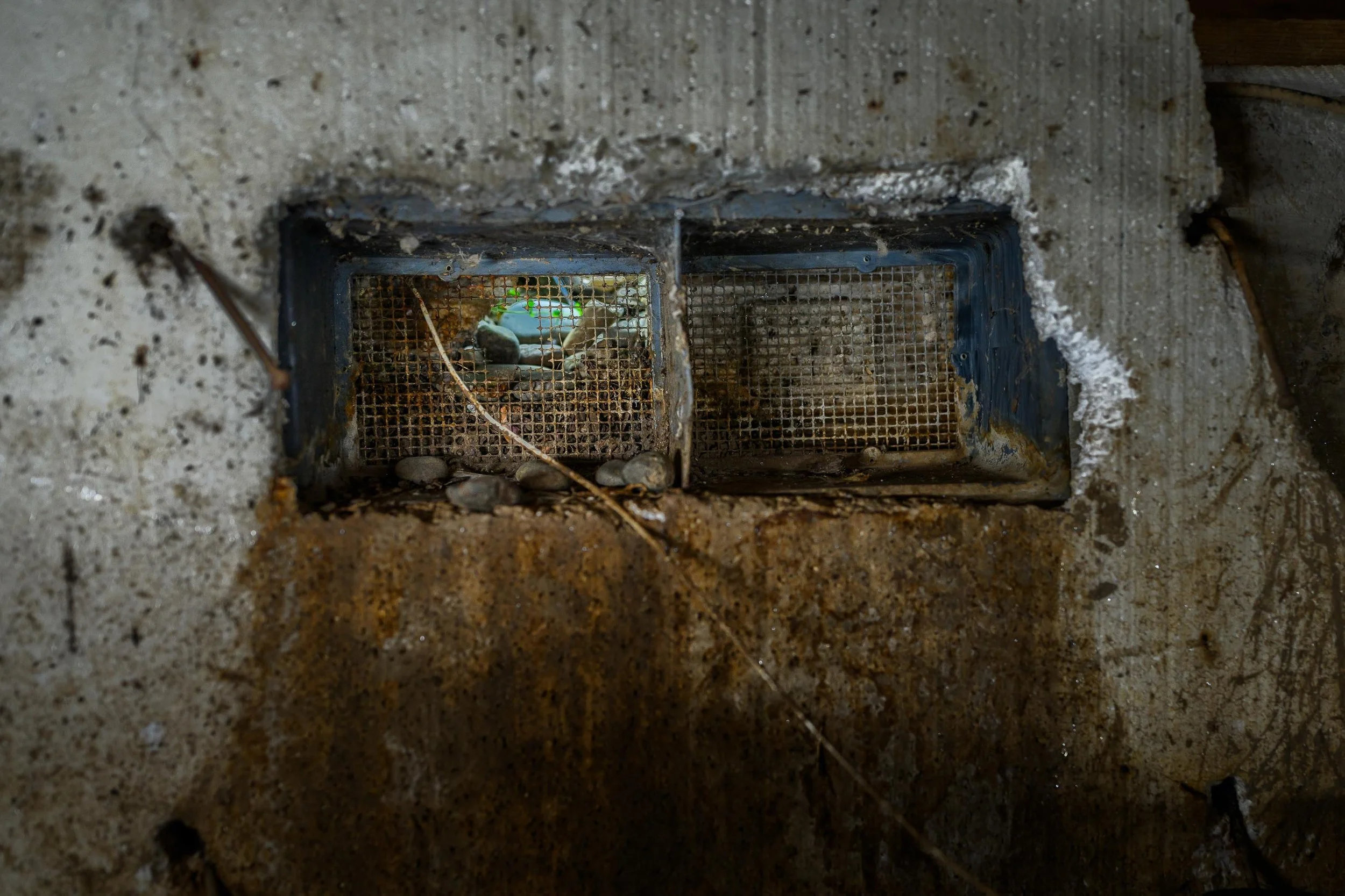 Rodent Restoration 7.jpg