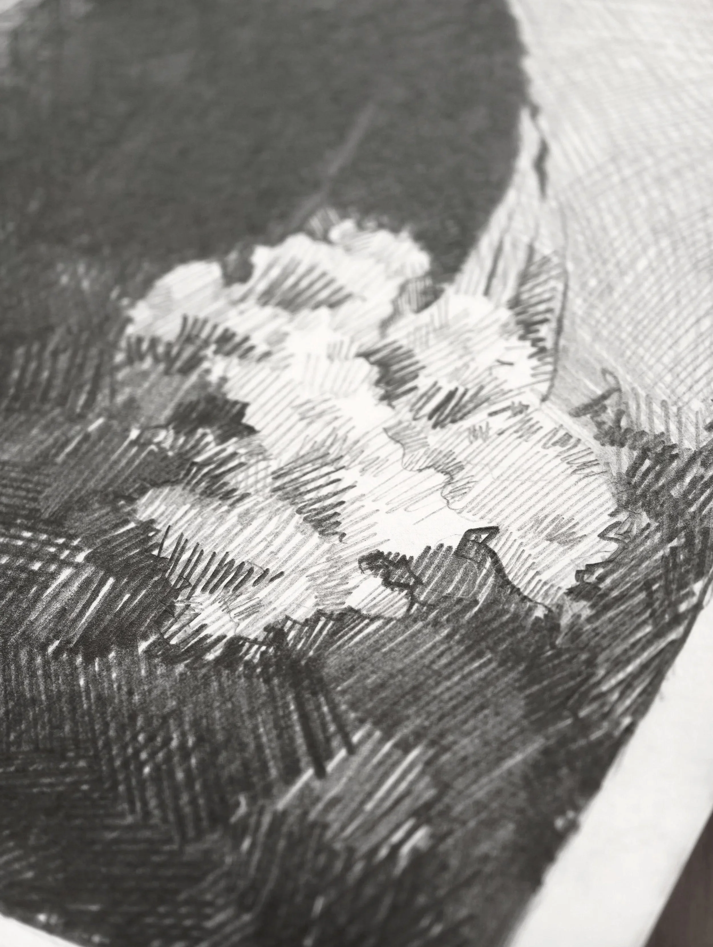 White flower heads picked out against dark hatched earth, close detail of a pencil drawing on paper by Marina Ogai