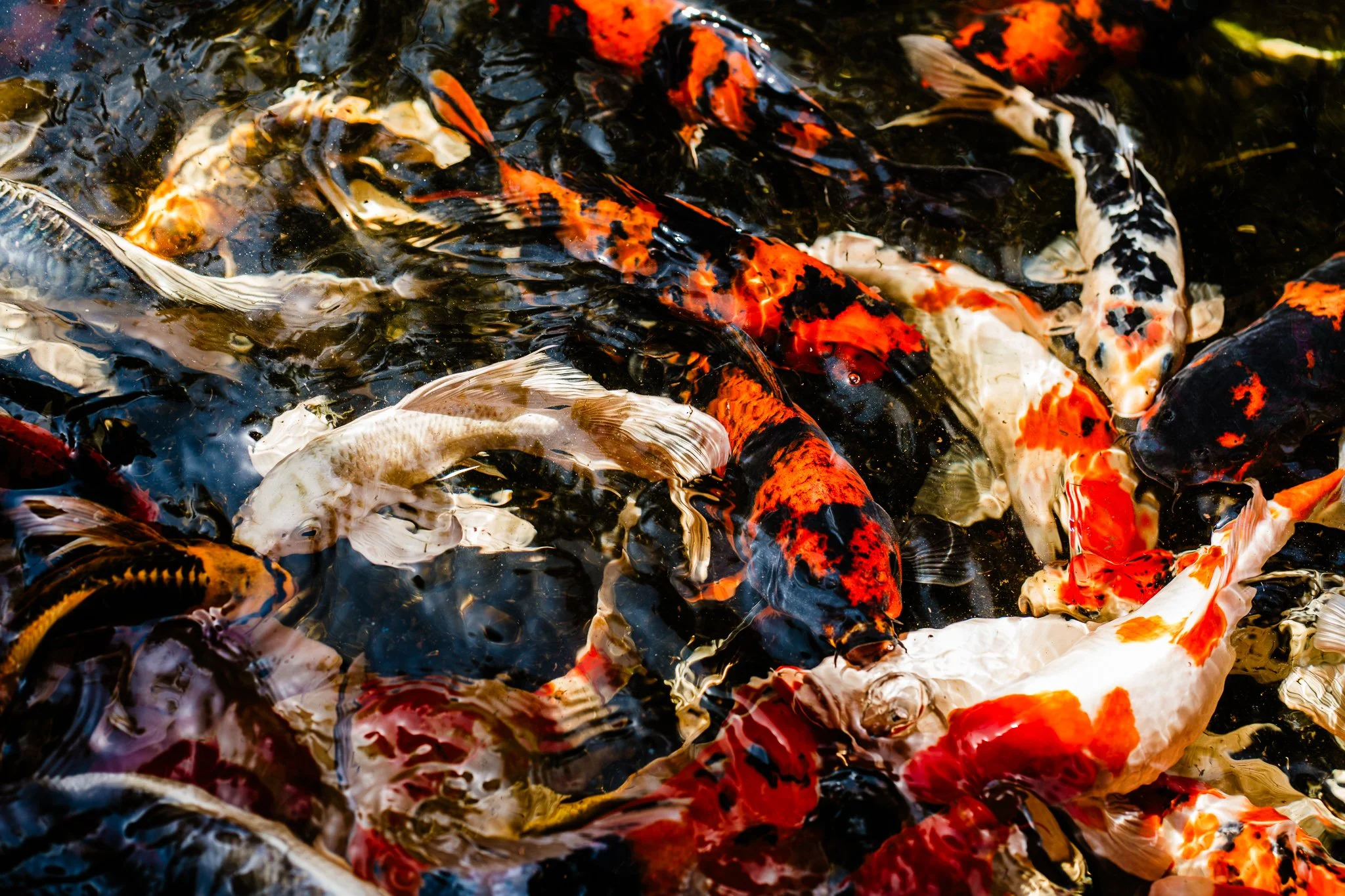 A group of colorful koi fish swimming in a pond