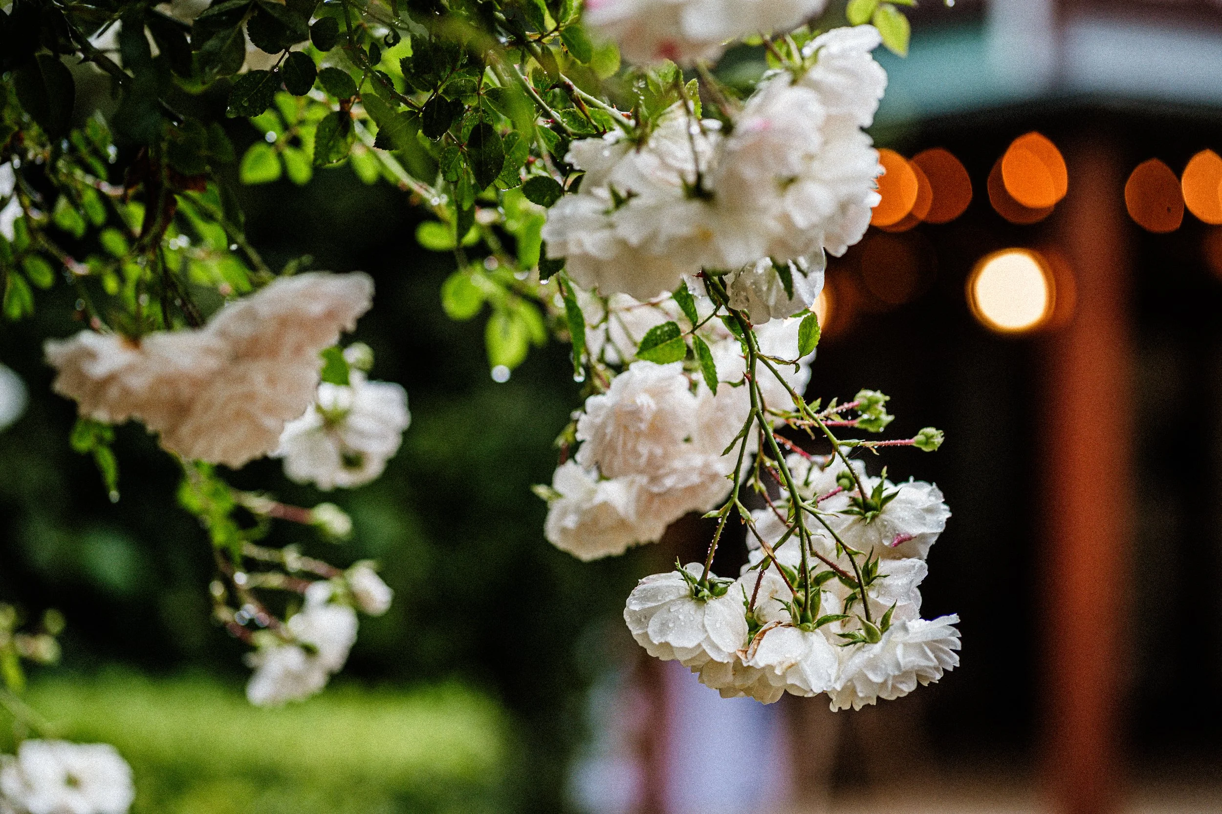 Close-up of white flowers on a flowering shrub with green leaves, taken at night with bokeh lights in the background.