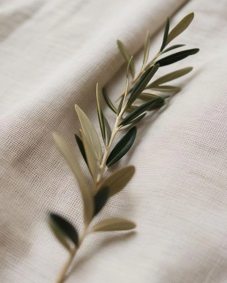 Close-up of an olive branch with green and grayish leaves on a white textured fabric background.