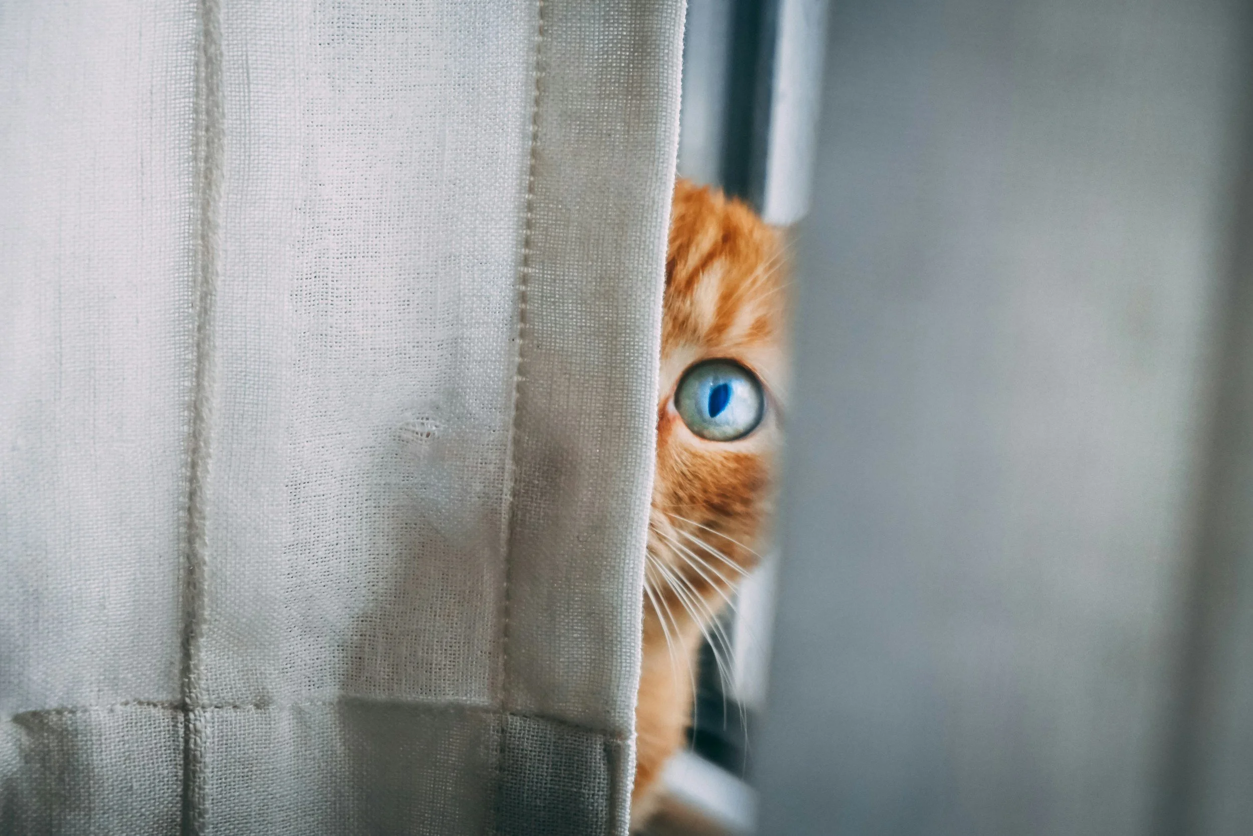 Cat peeking from behind a curtain in a pet-friendly home