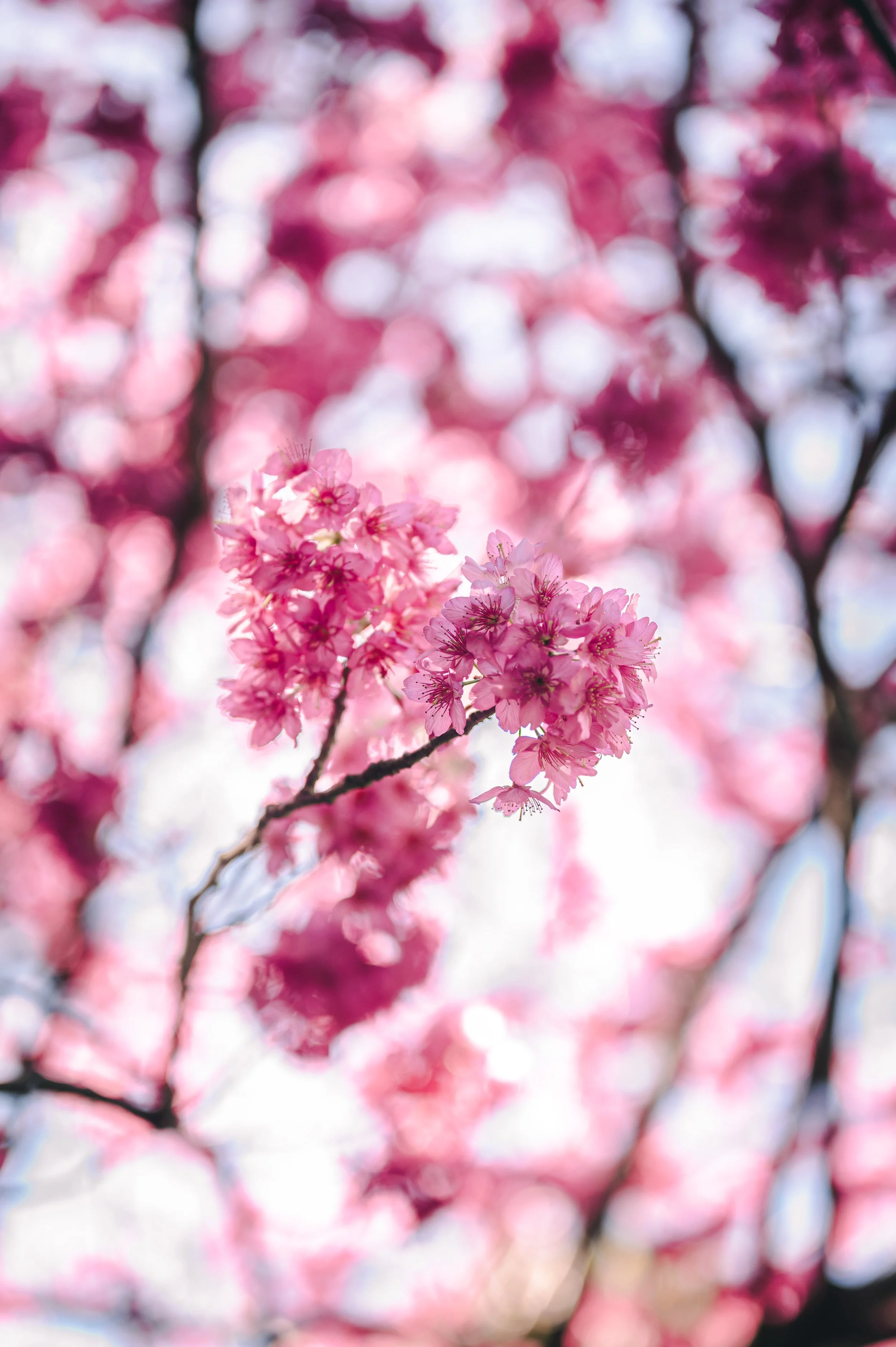 Sakura
