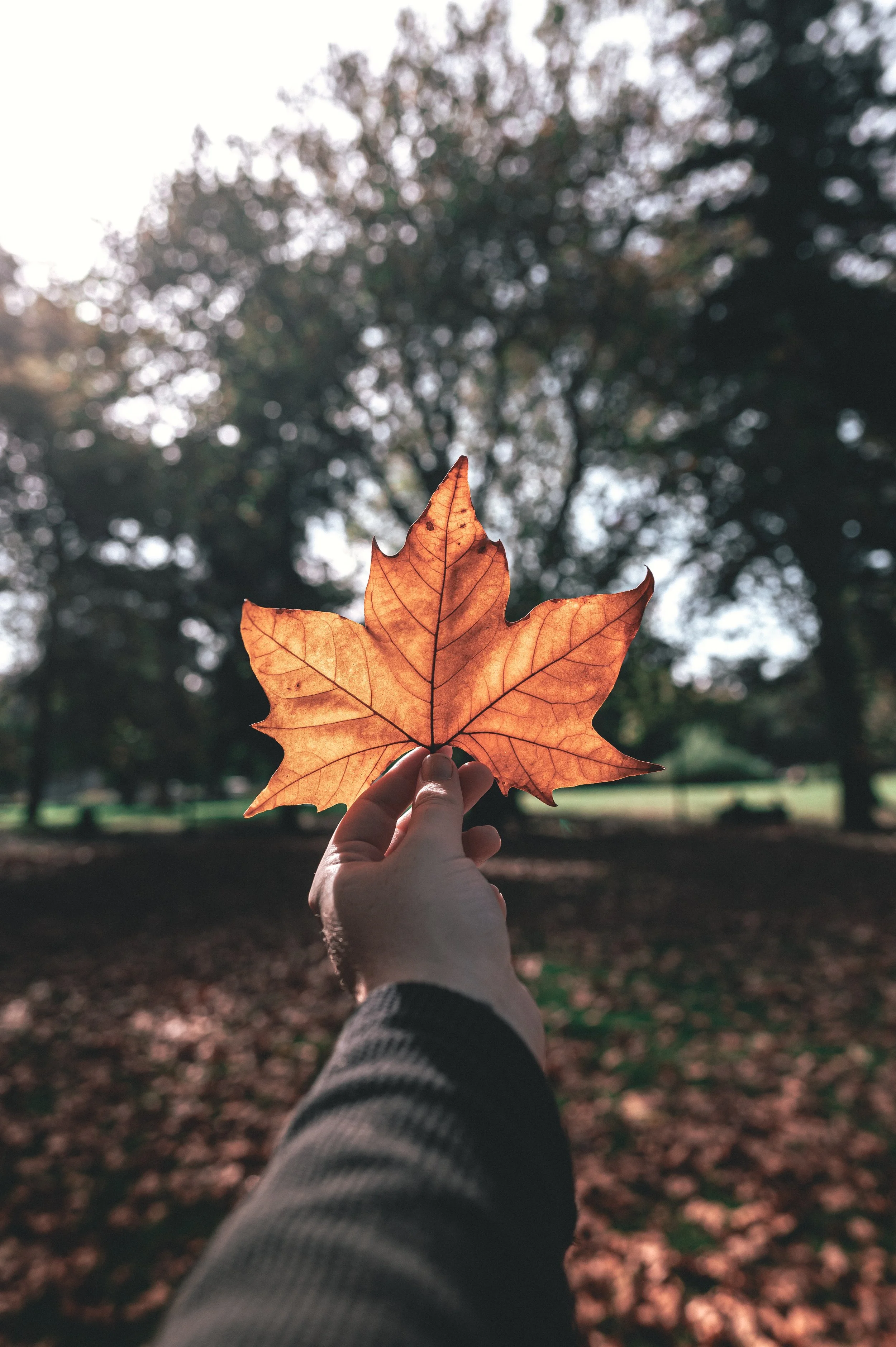 Autumn
