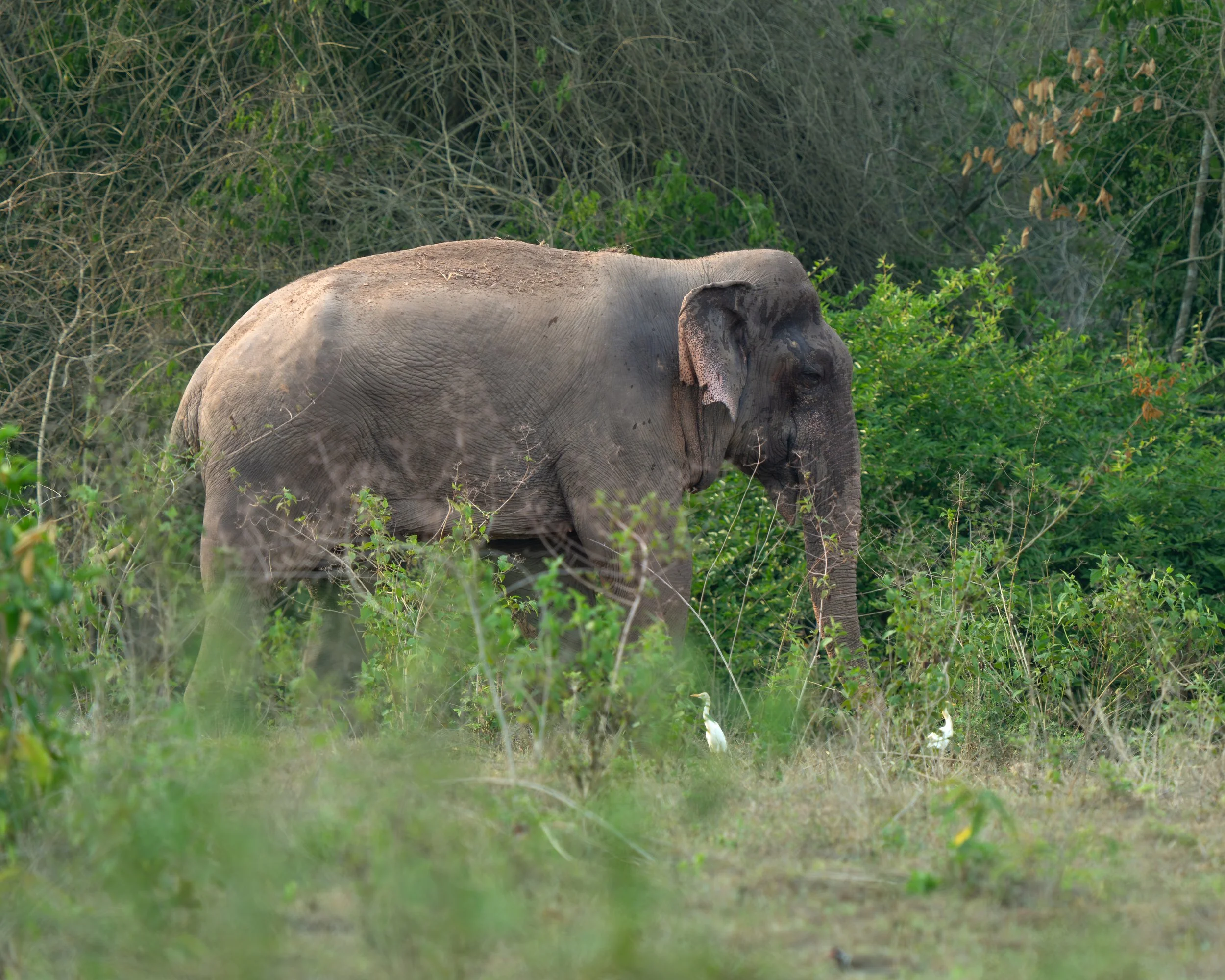 DSC02005-Forbedret-NR.jpg