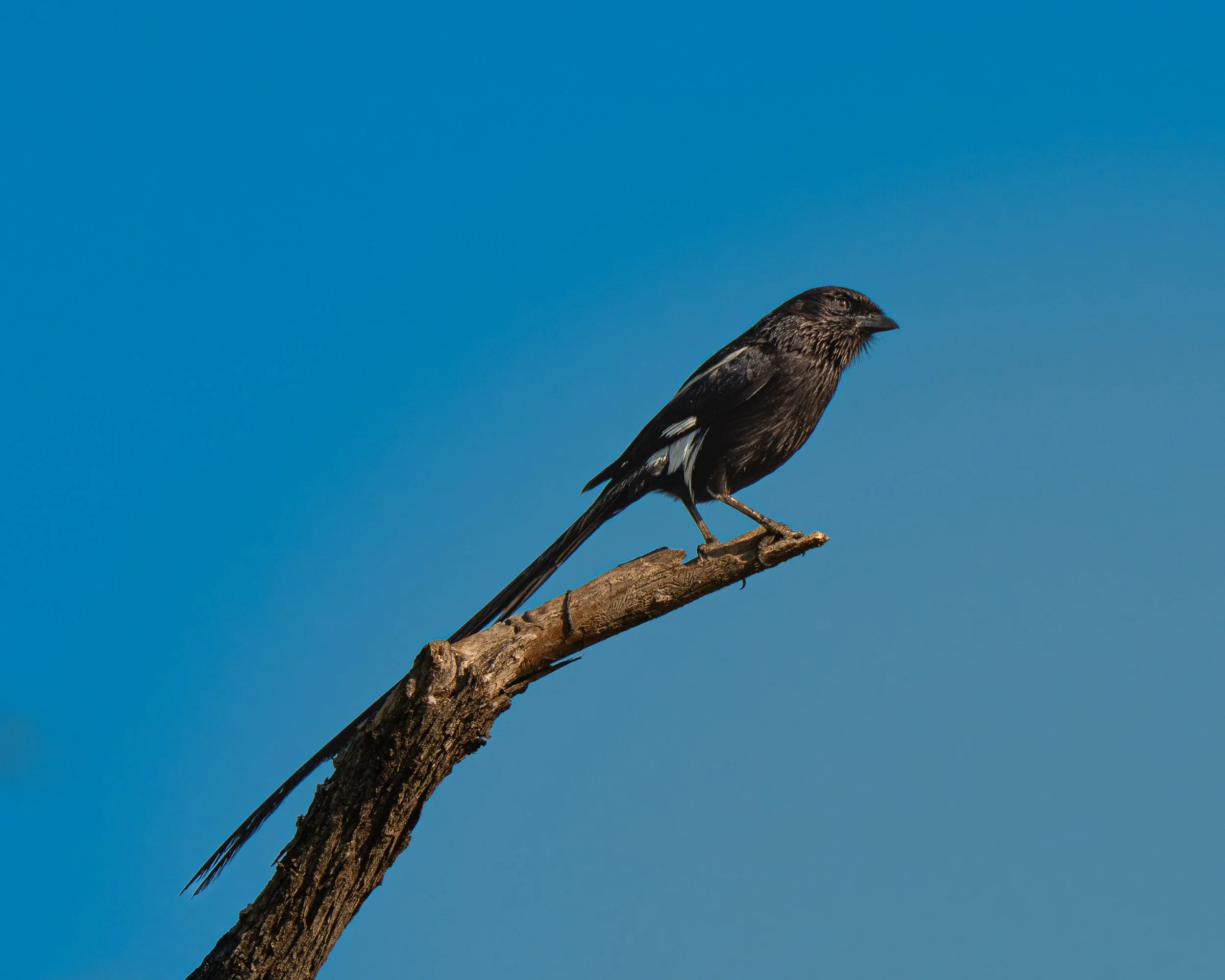 DSC02818-Forbedret-NR.jpg