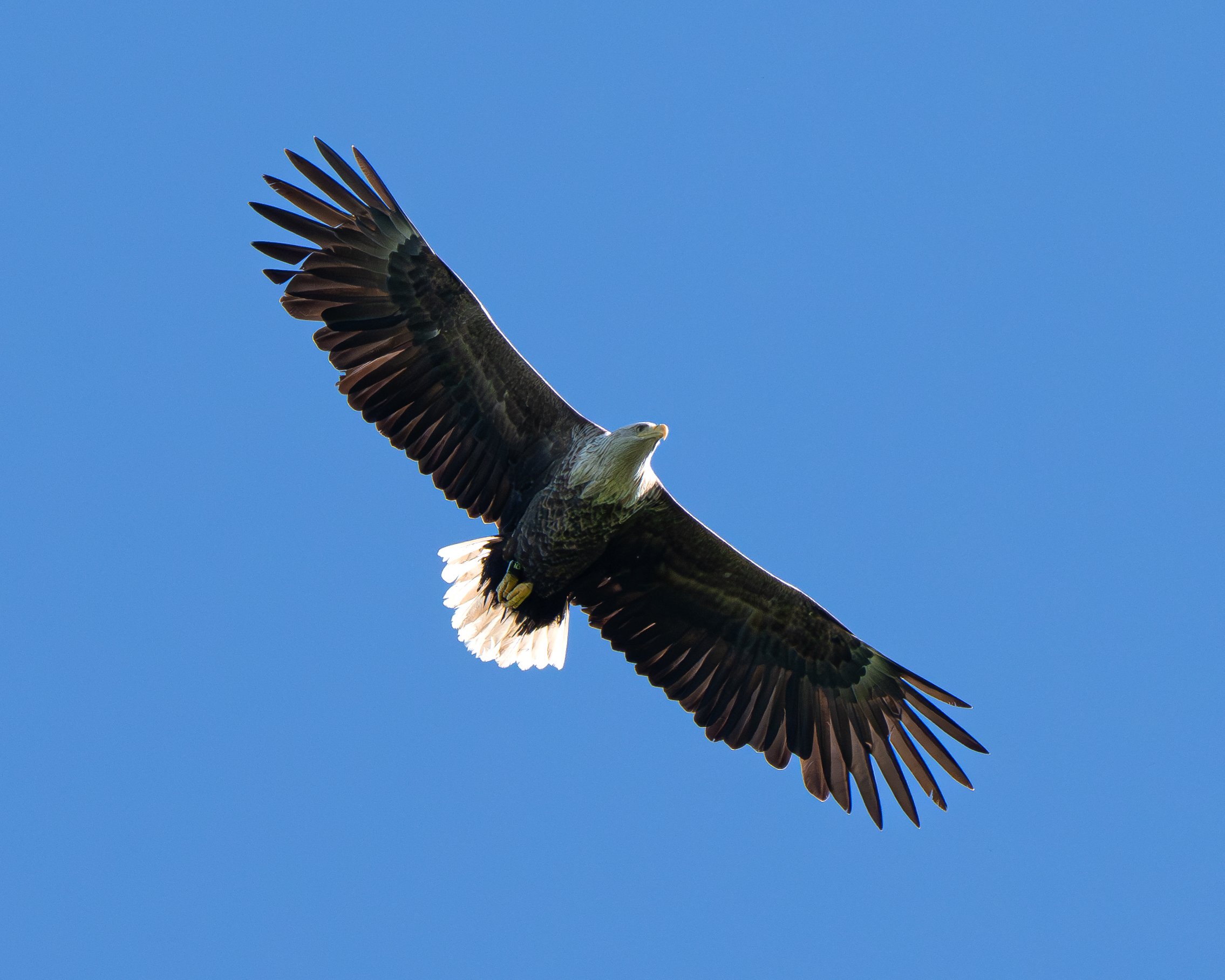 DSC04457-Forbedret-NR.jpg