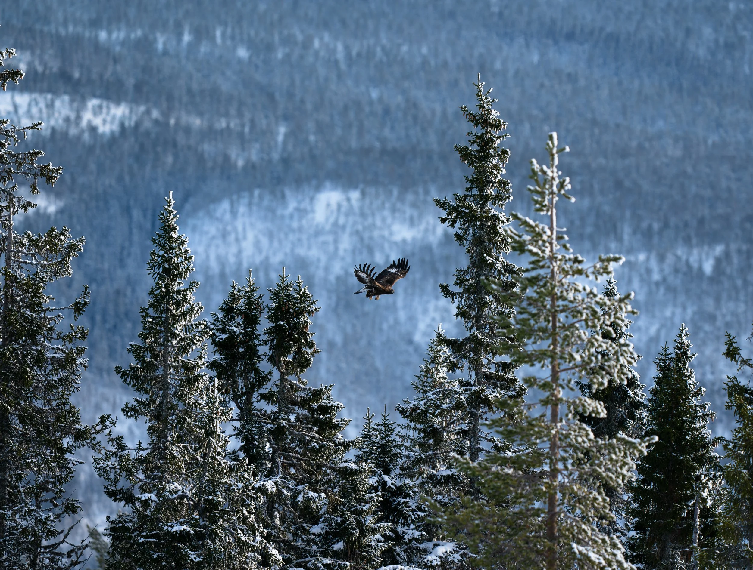 DSC03460-Forbedret-NR.jpg