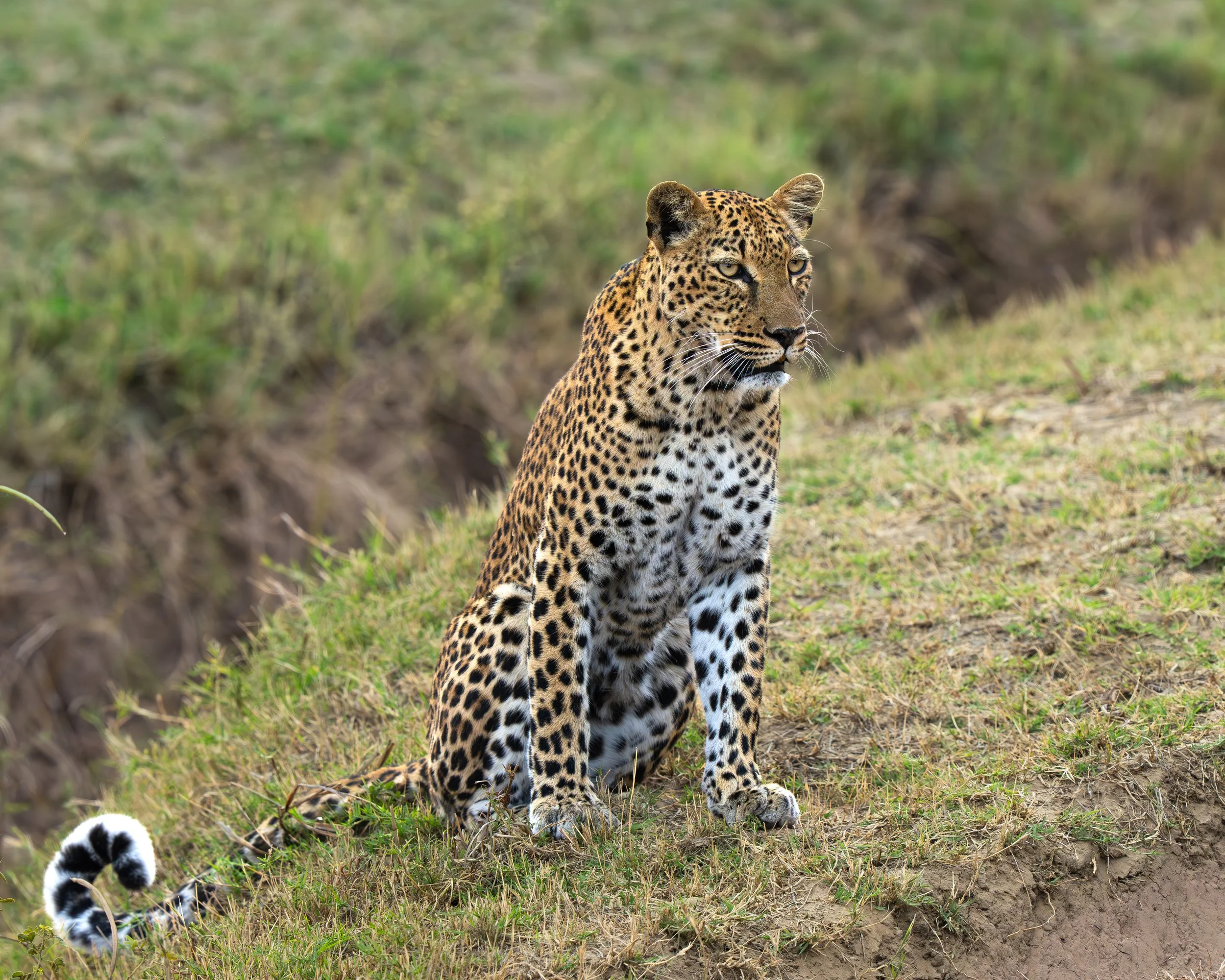 DSC04615-Forbedret-NR.jpg