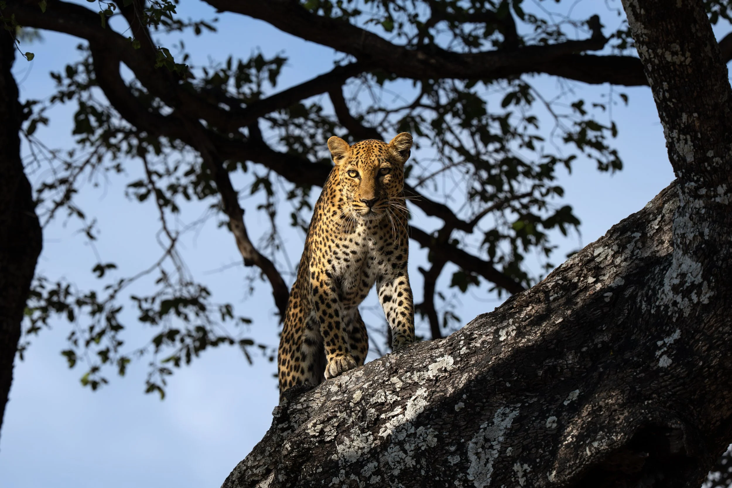 DSC04409-Forbedret-NR-kopi.jpg