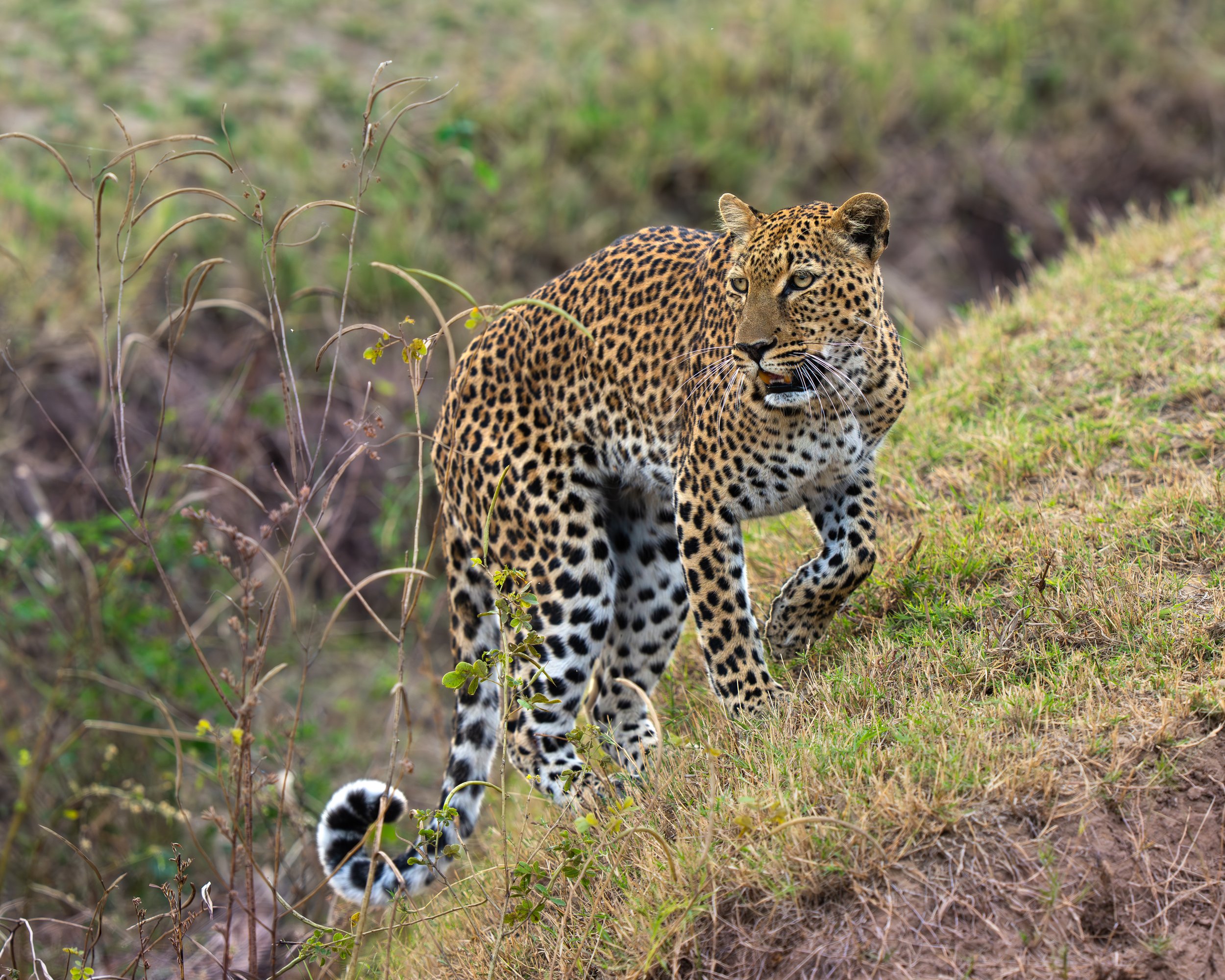 DSC04613-Forbedret-NR.jpg