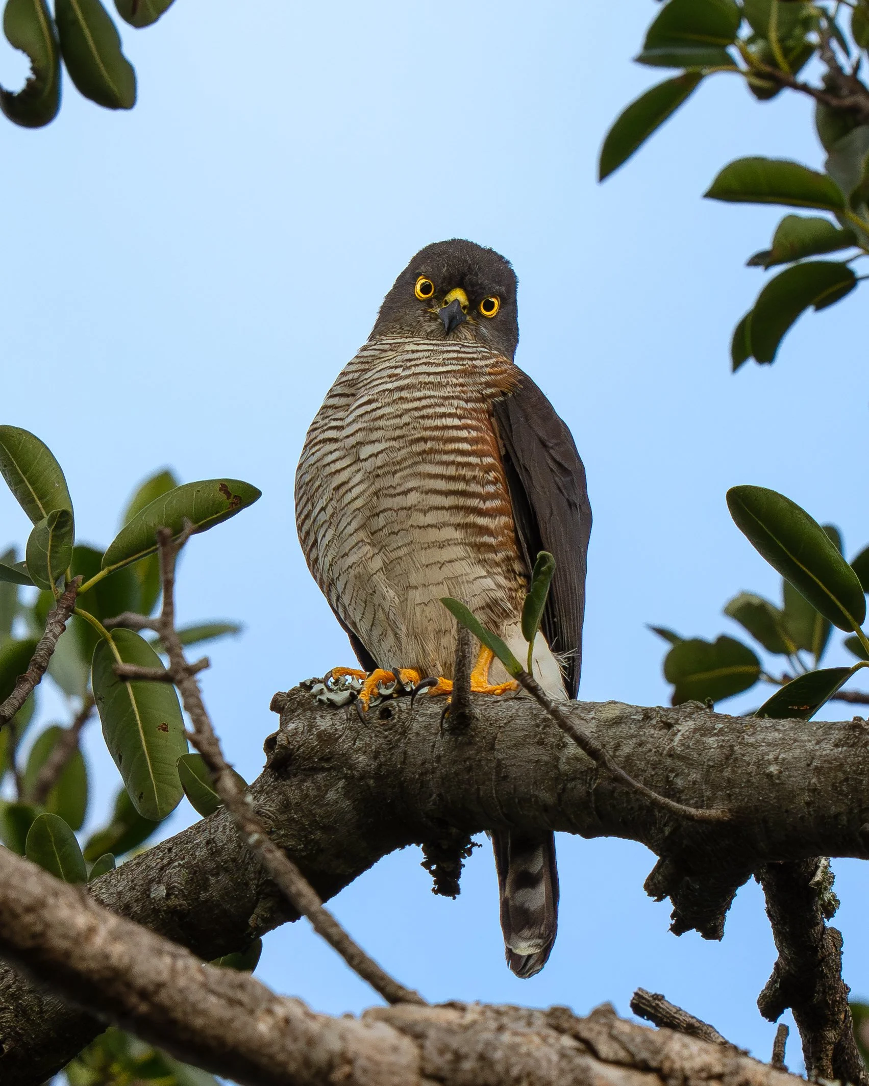 DSC01242-Forbedret-NR.jpg