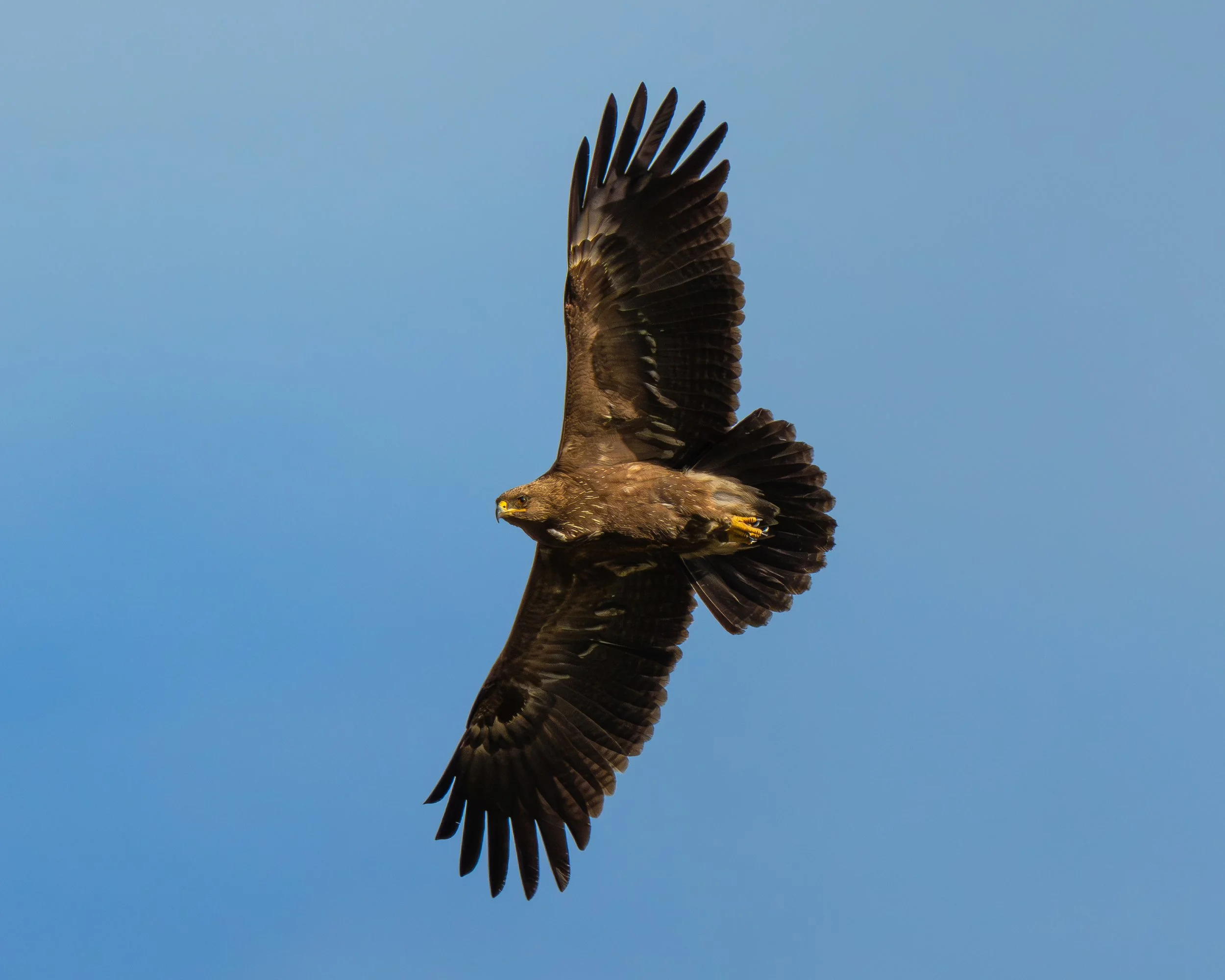 DSC00073-Forbedret-NR.jpg