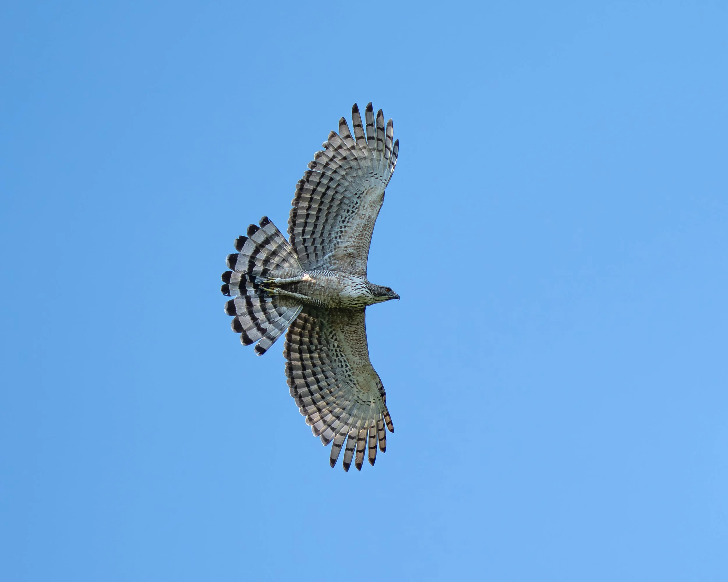 DSC01577-Forbedret-NR.jpg