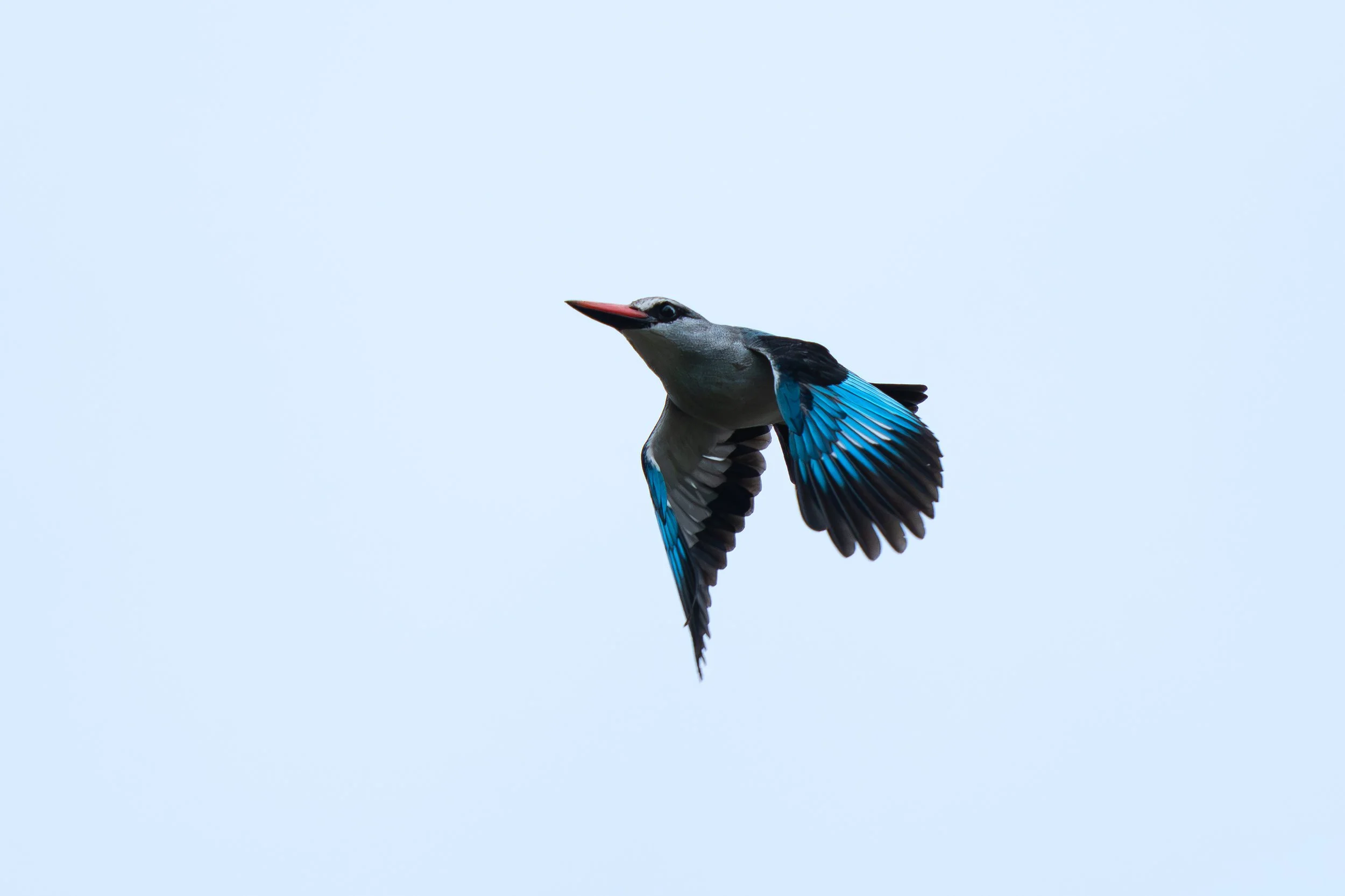 DSC04263.jpg