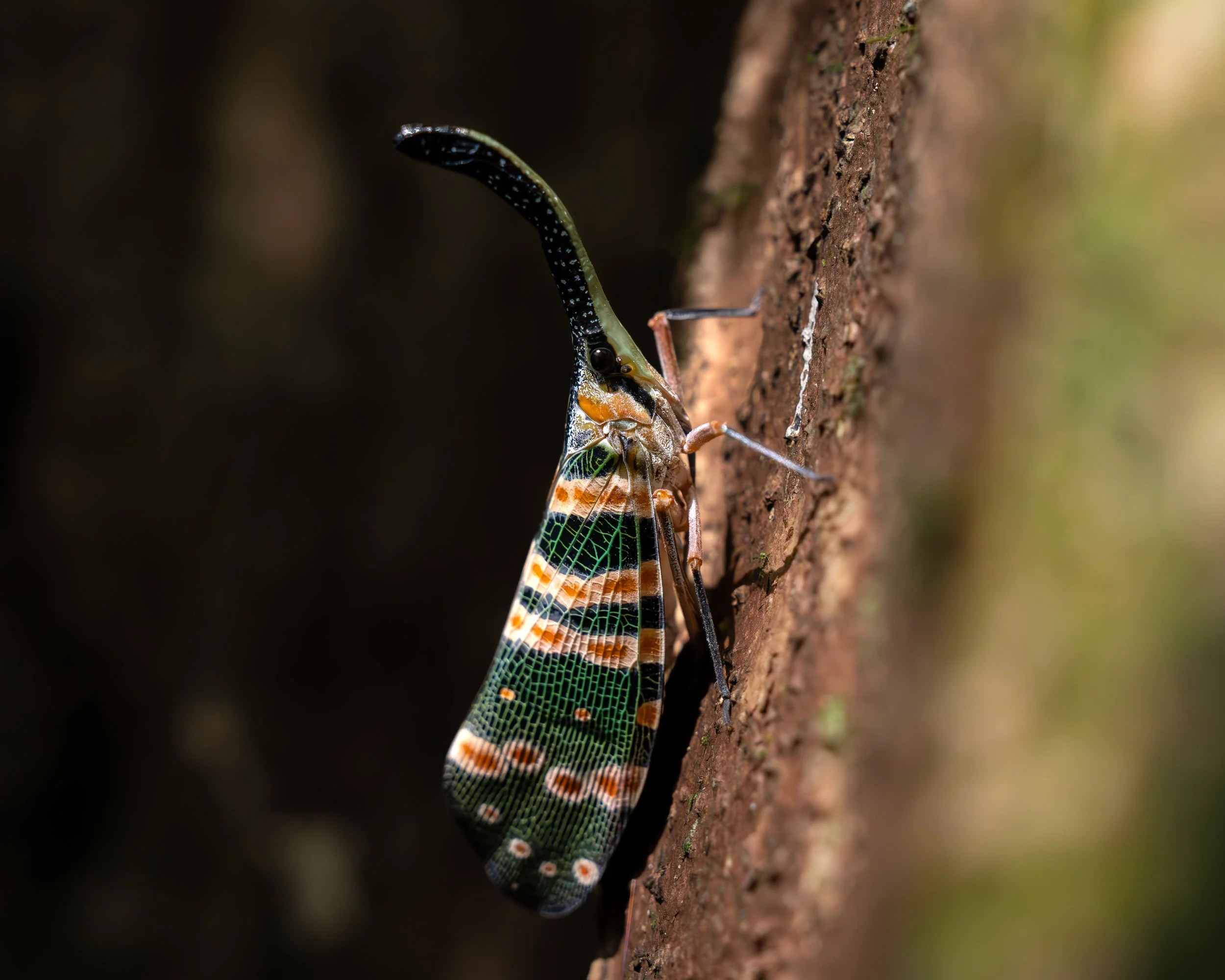 DSC02179-Forbedret-NR.jpg