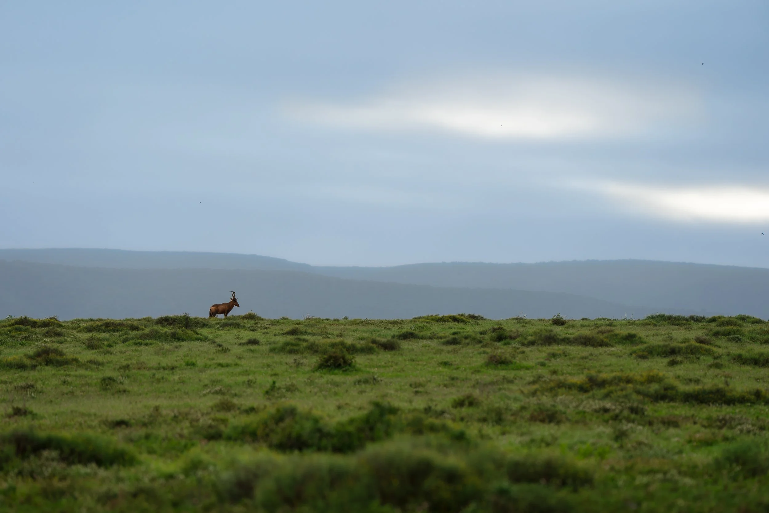 DSC05175-Forbedret-NR.jpg