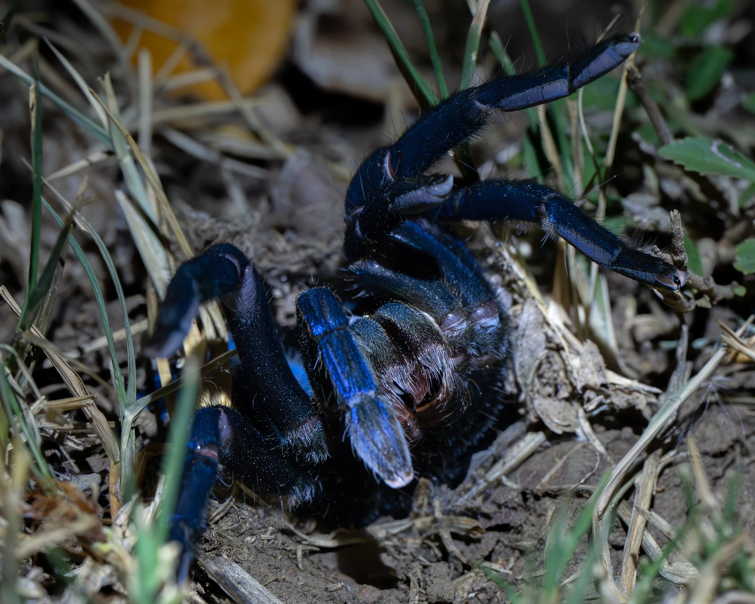 DSC02370-Forbedret-NR.jpg