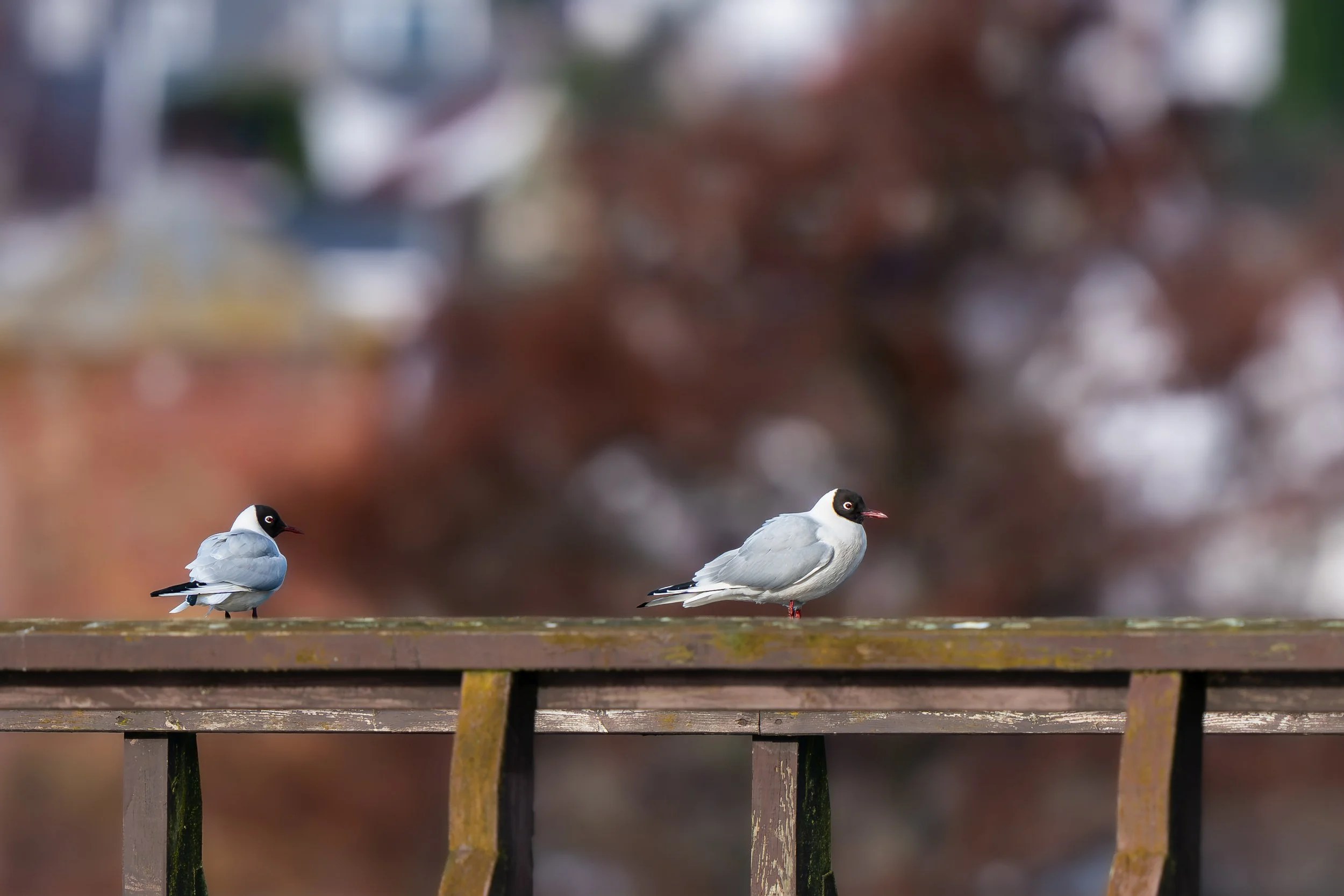 DSC04013.jpg