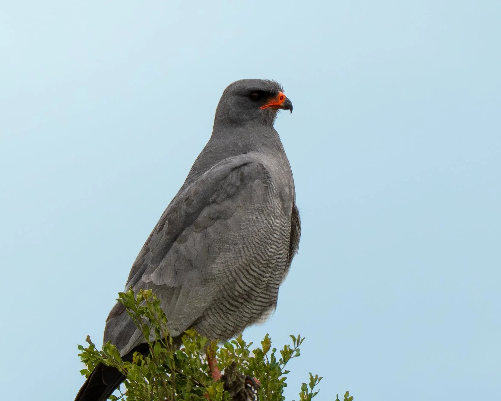 DSC00619-Forbedret-NR.jpg