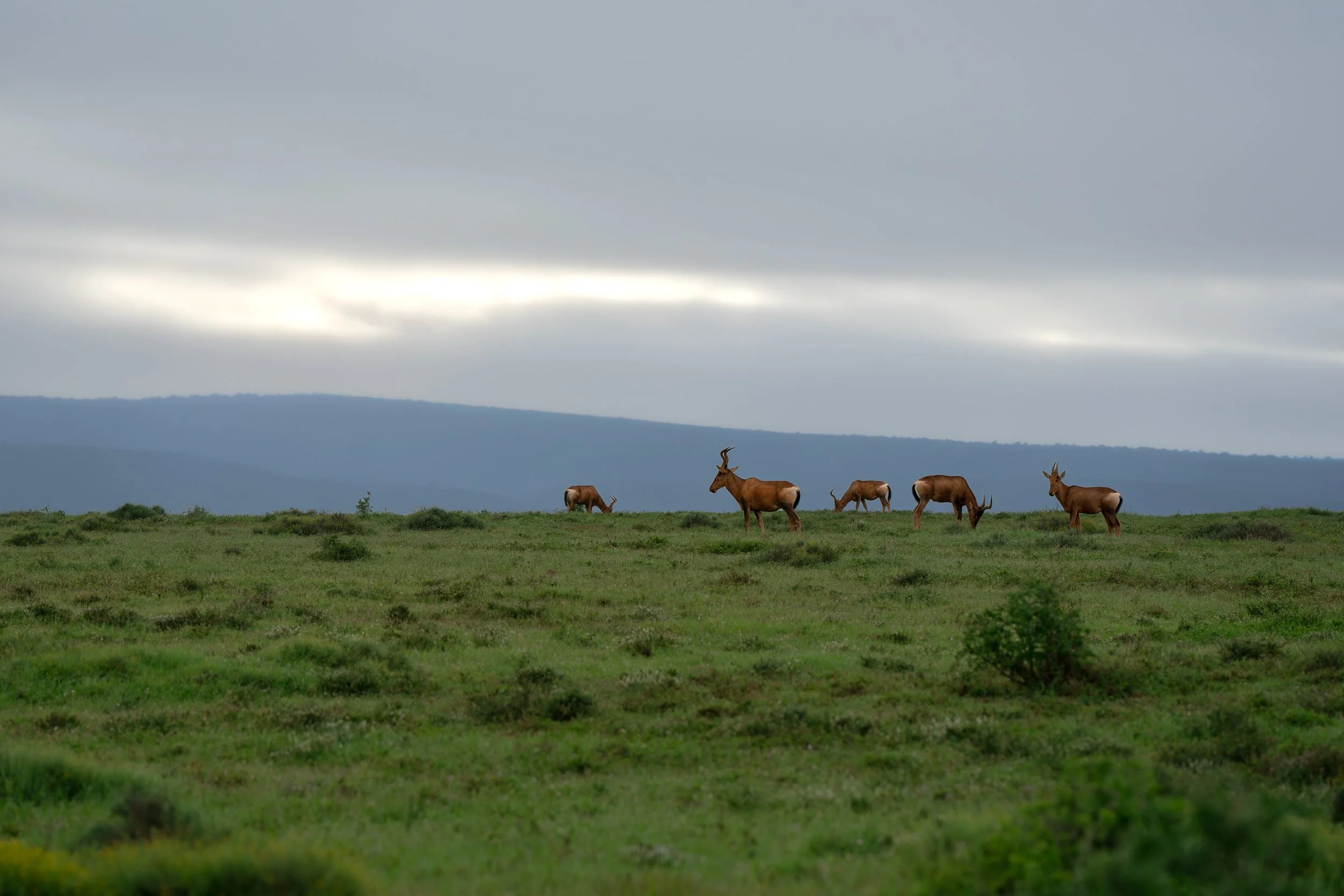DSC05179-Forbedret-NR.jpg