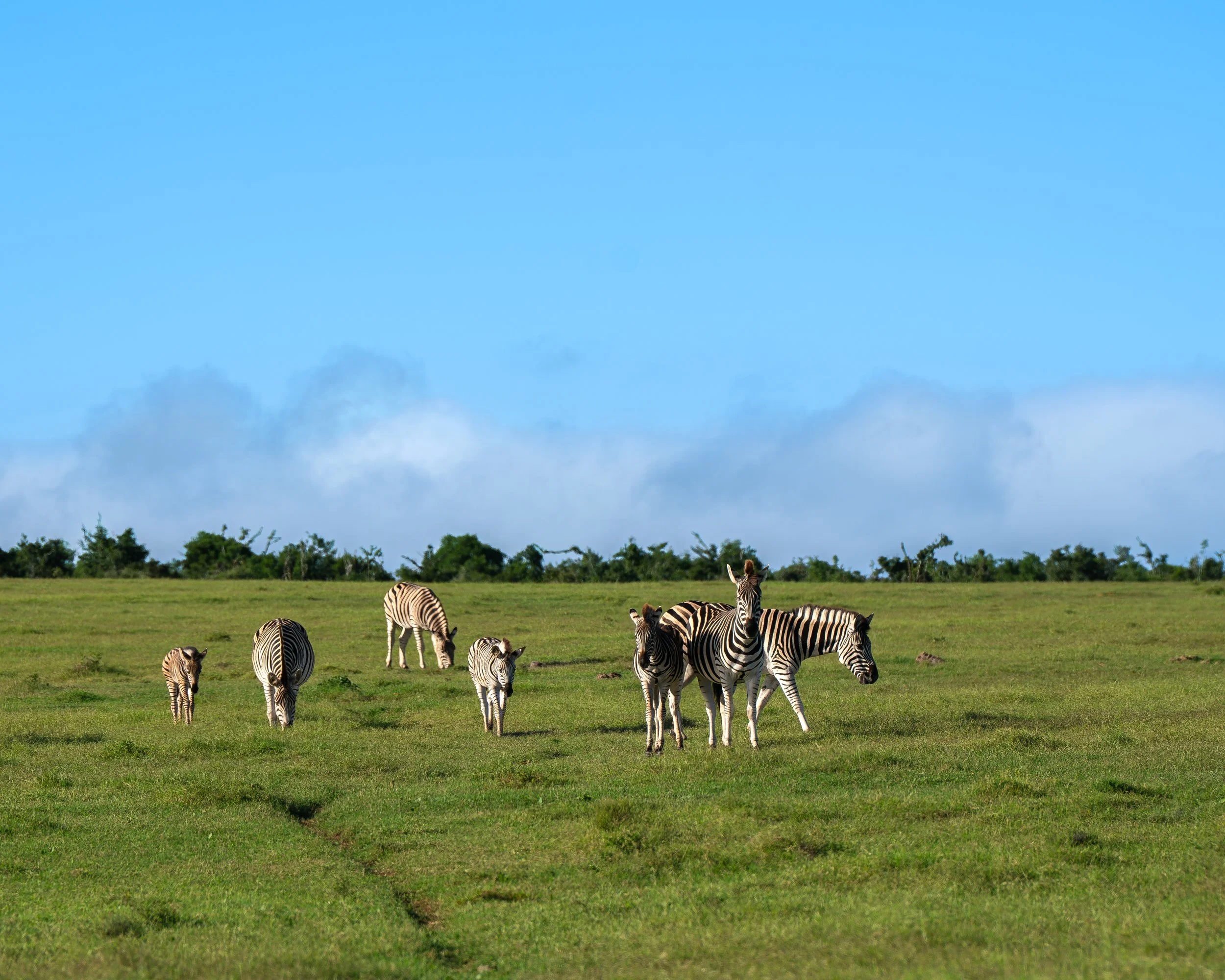 DSC05184-Forbedret-NR.jpg