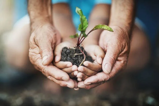 Two pairs of adult hands and a child's hands holding a small plant with soil.