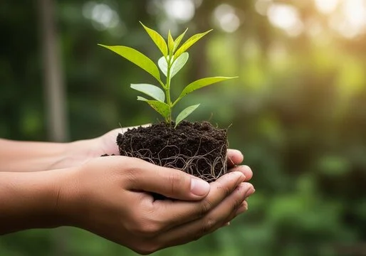 Hands holding a young green plant with soil and roots, outdoors with a blurred green background.