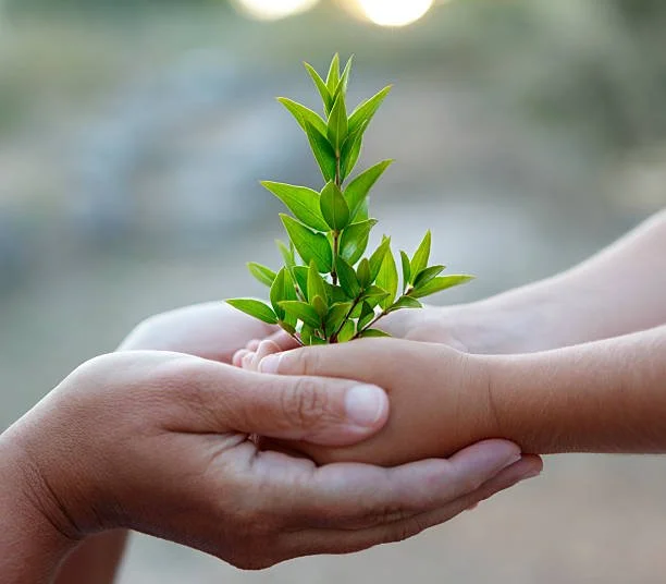 Two hands holding a small green plant with multiple leaves outdoors.
