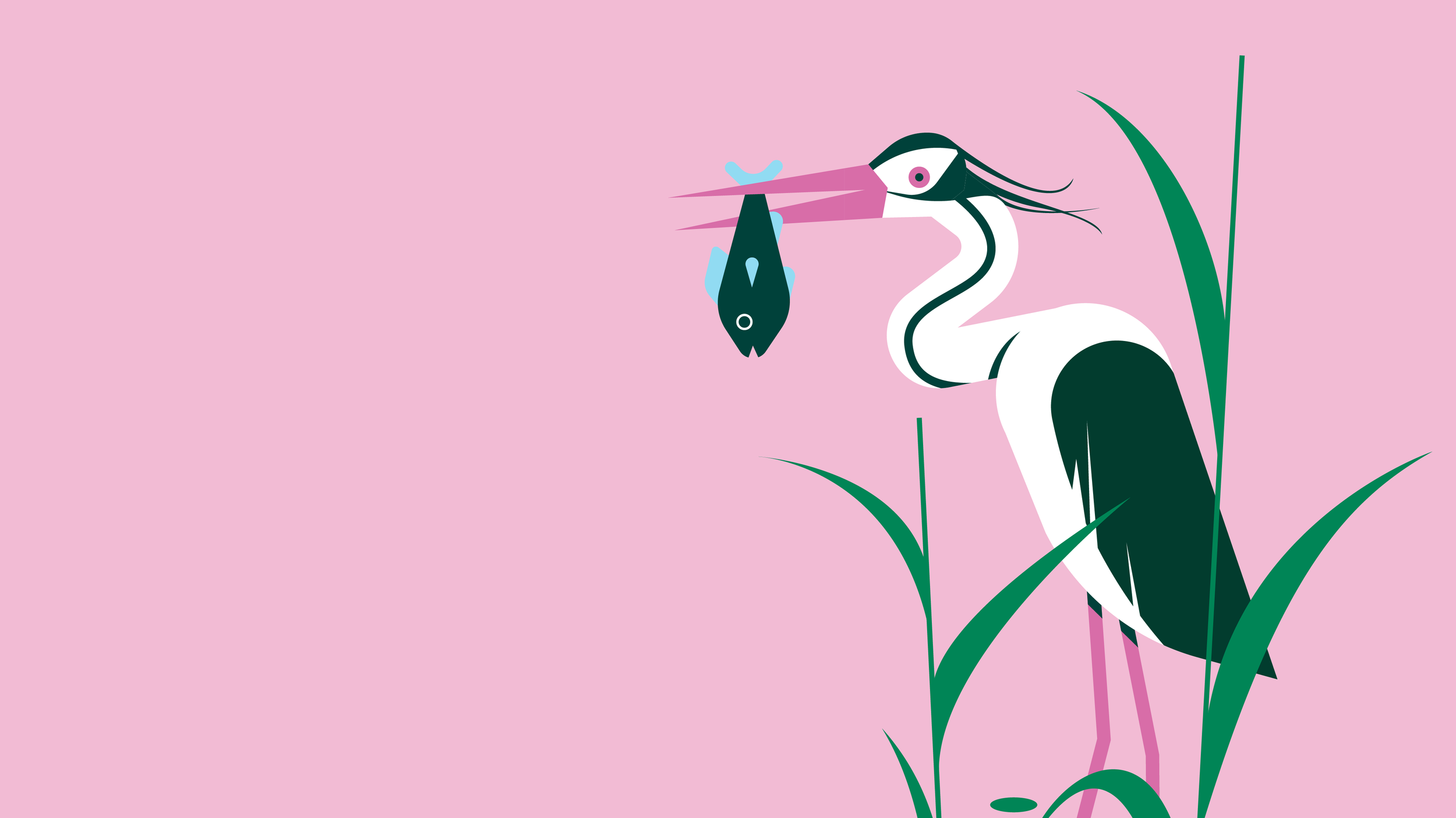 Une illustration d'un héron blanc avec des plumes noires, tenant un poisson dans son bec, entouré d'herbes vertes sur un fond rose