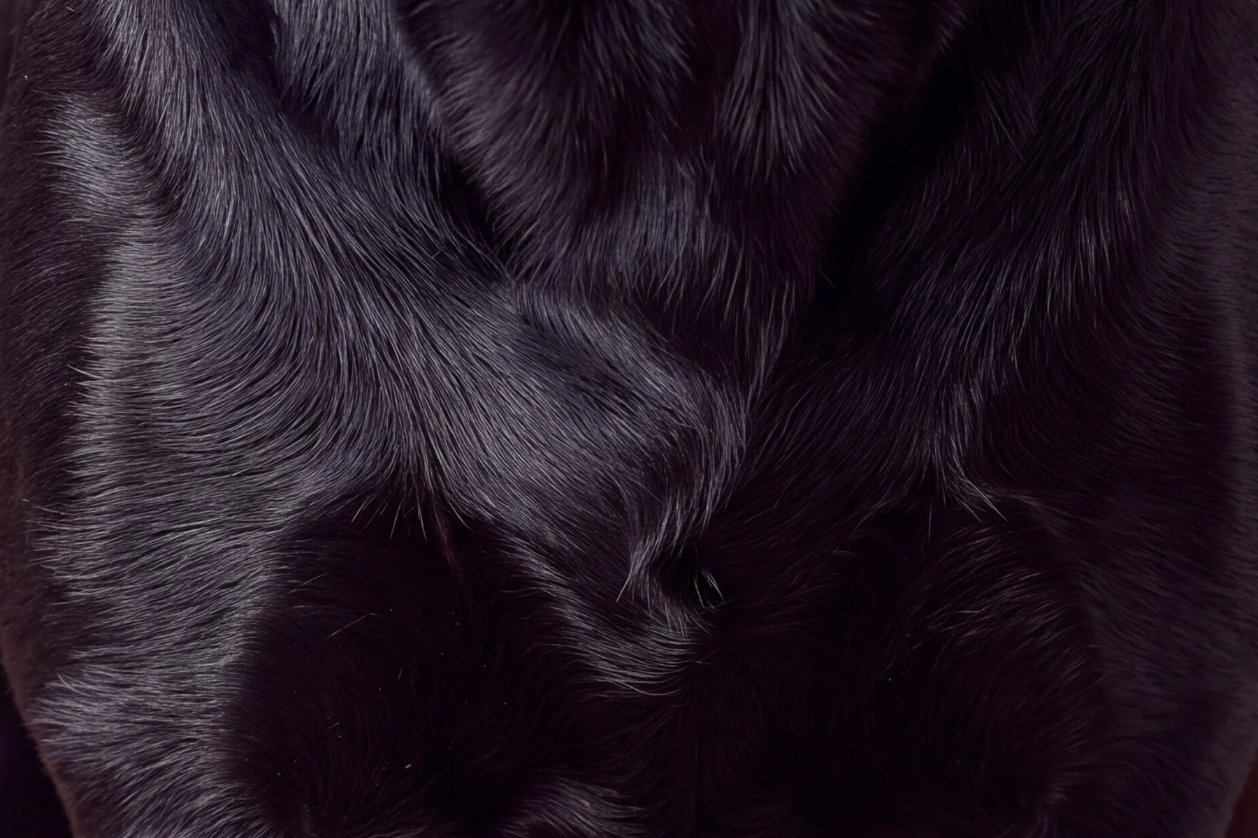 Close-up of black fur with detailed, shiny strands.