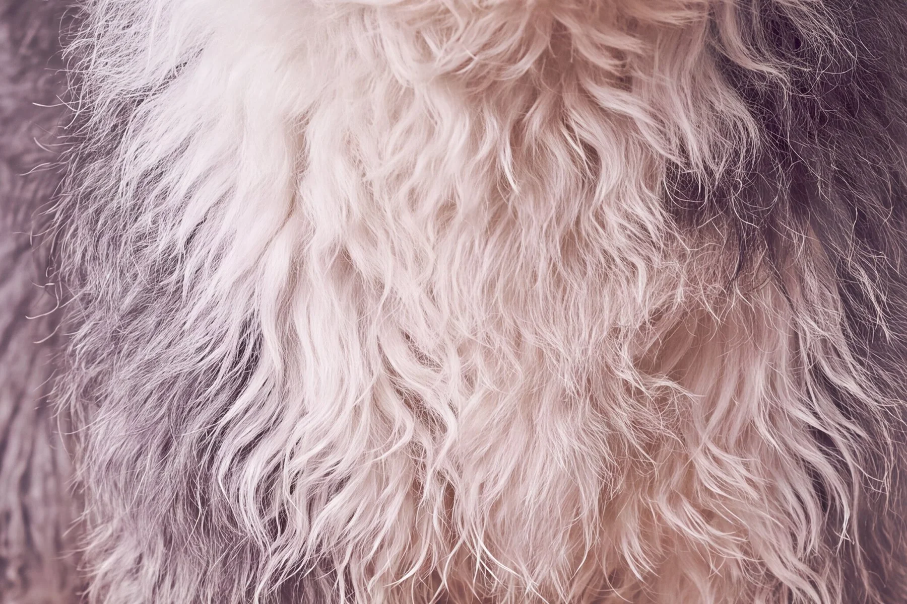 Close-up of light-colored fluffy animal fur, possibly from a dog or cat.