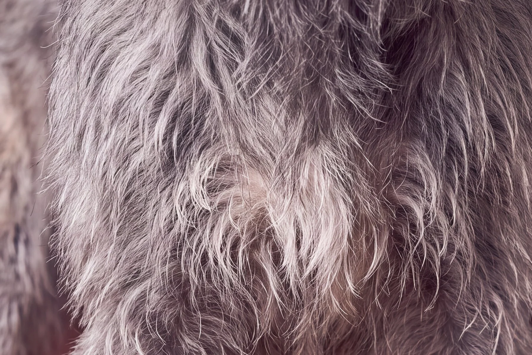 Close-up of animal fur with gray, white, and brown hairs.