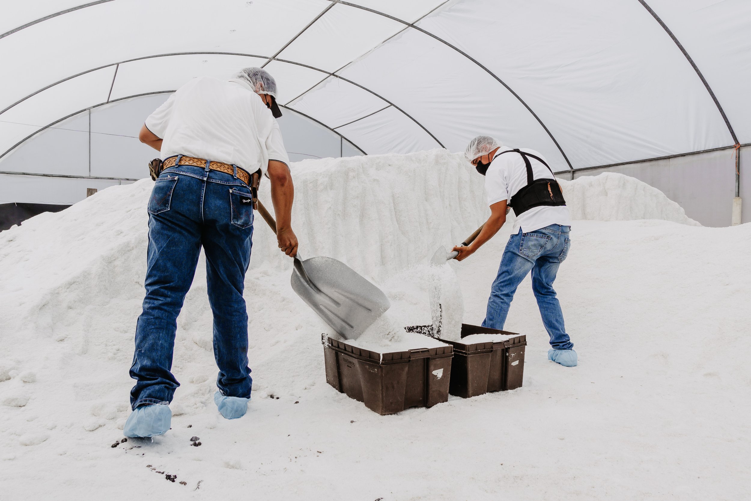 Dos personas trabajan en un invernadero llenando bolsas con nieve o hielo, usando guantes y cubreboquillas, con cajas y una estructura de arco metálico.