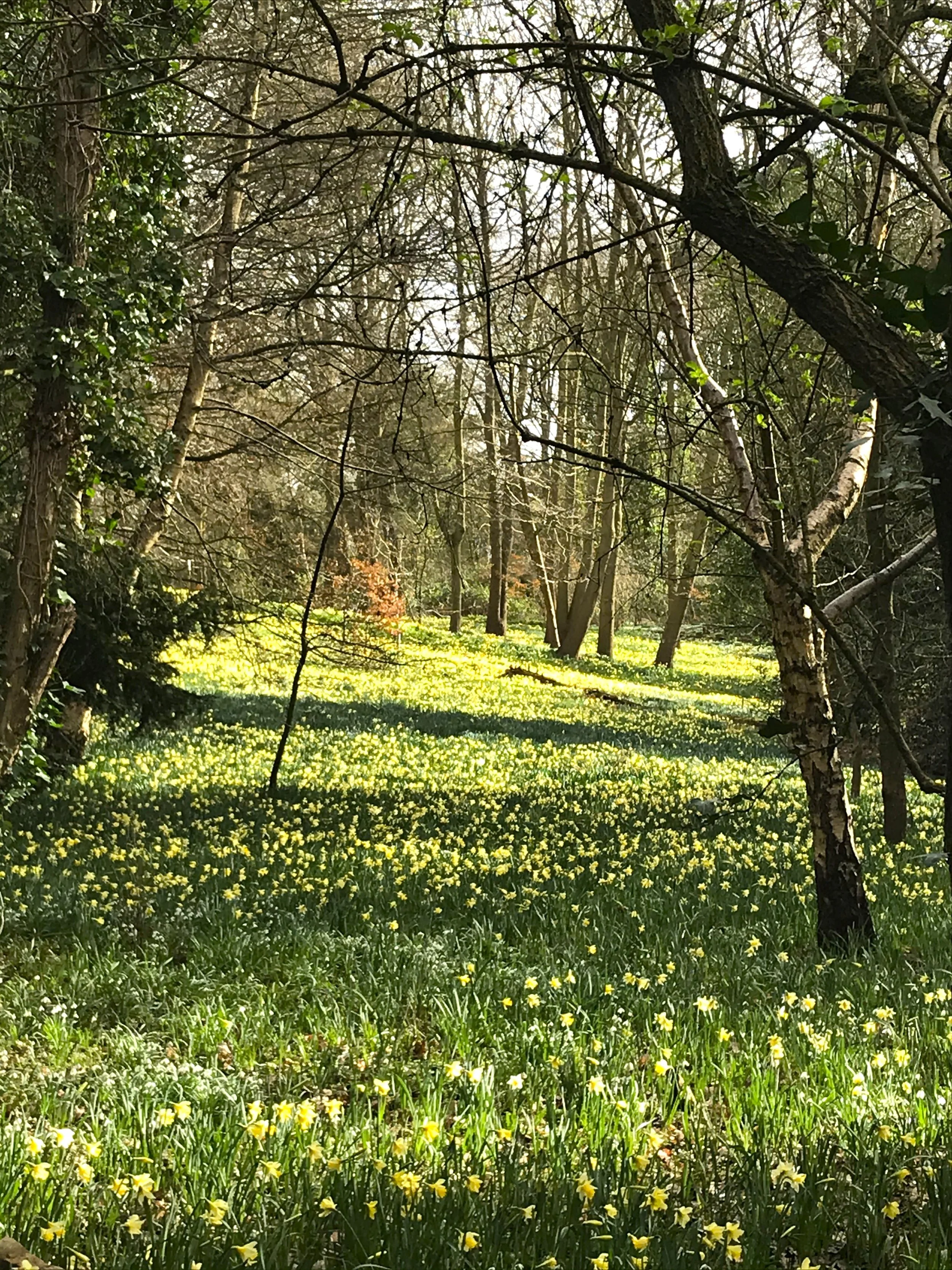 Ellen Willmott's Naturalised Wild Daffodils.jpg