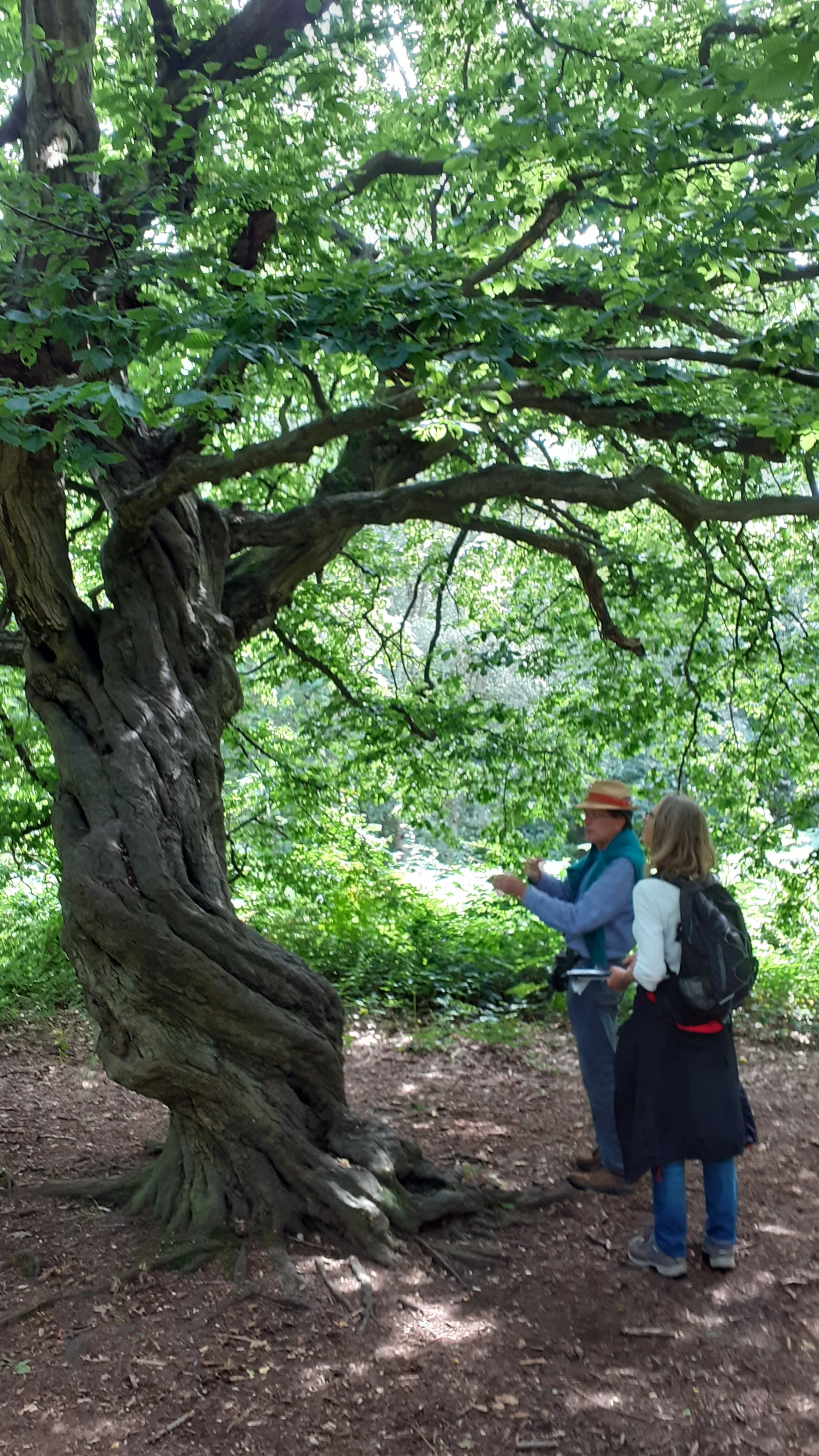 Veteran hornbeam pollards2.jpg