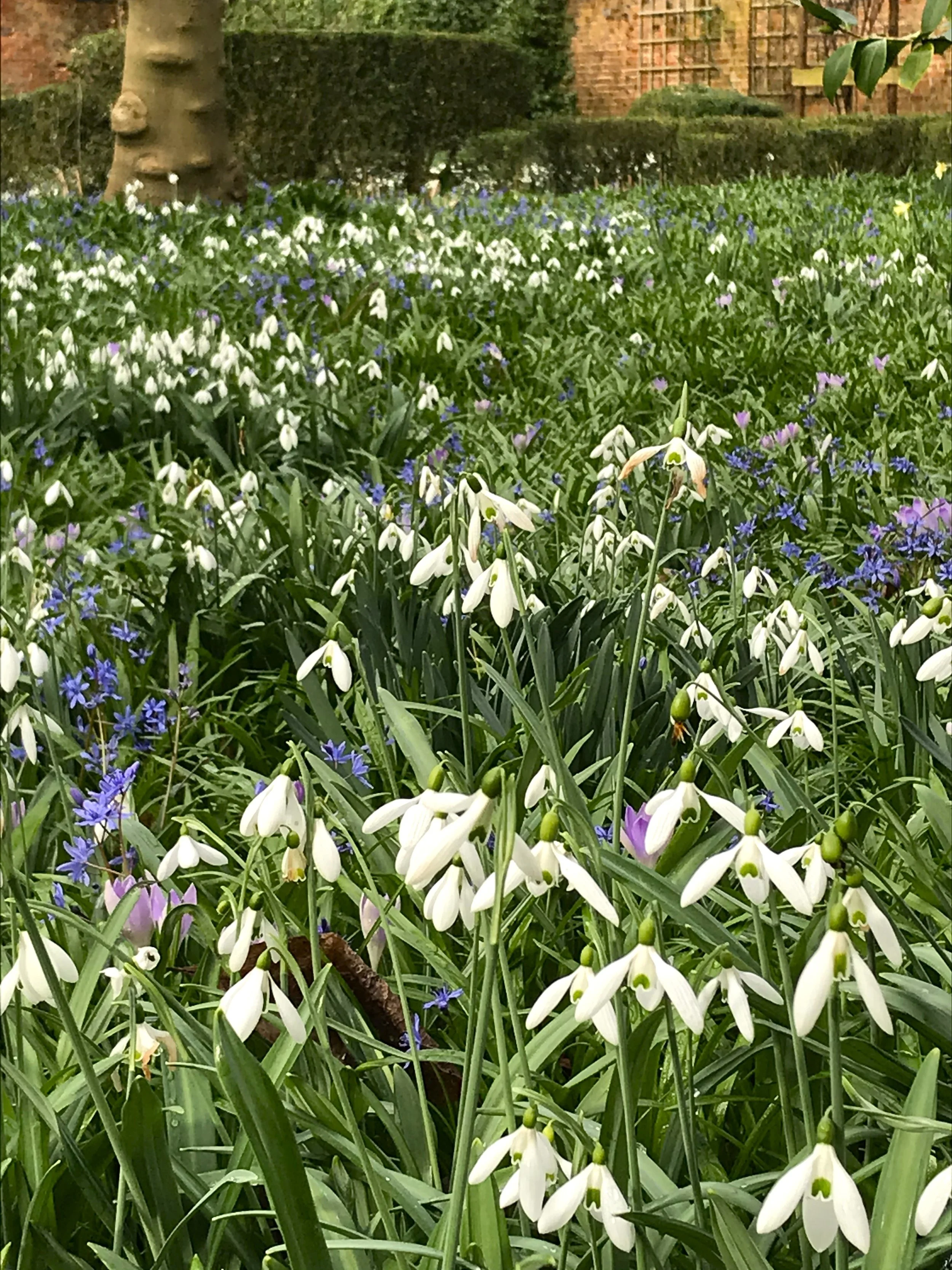 Ellen Willmott's Naturalised Bulb Carpets.jpg