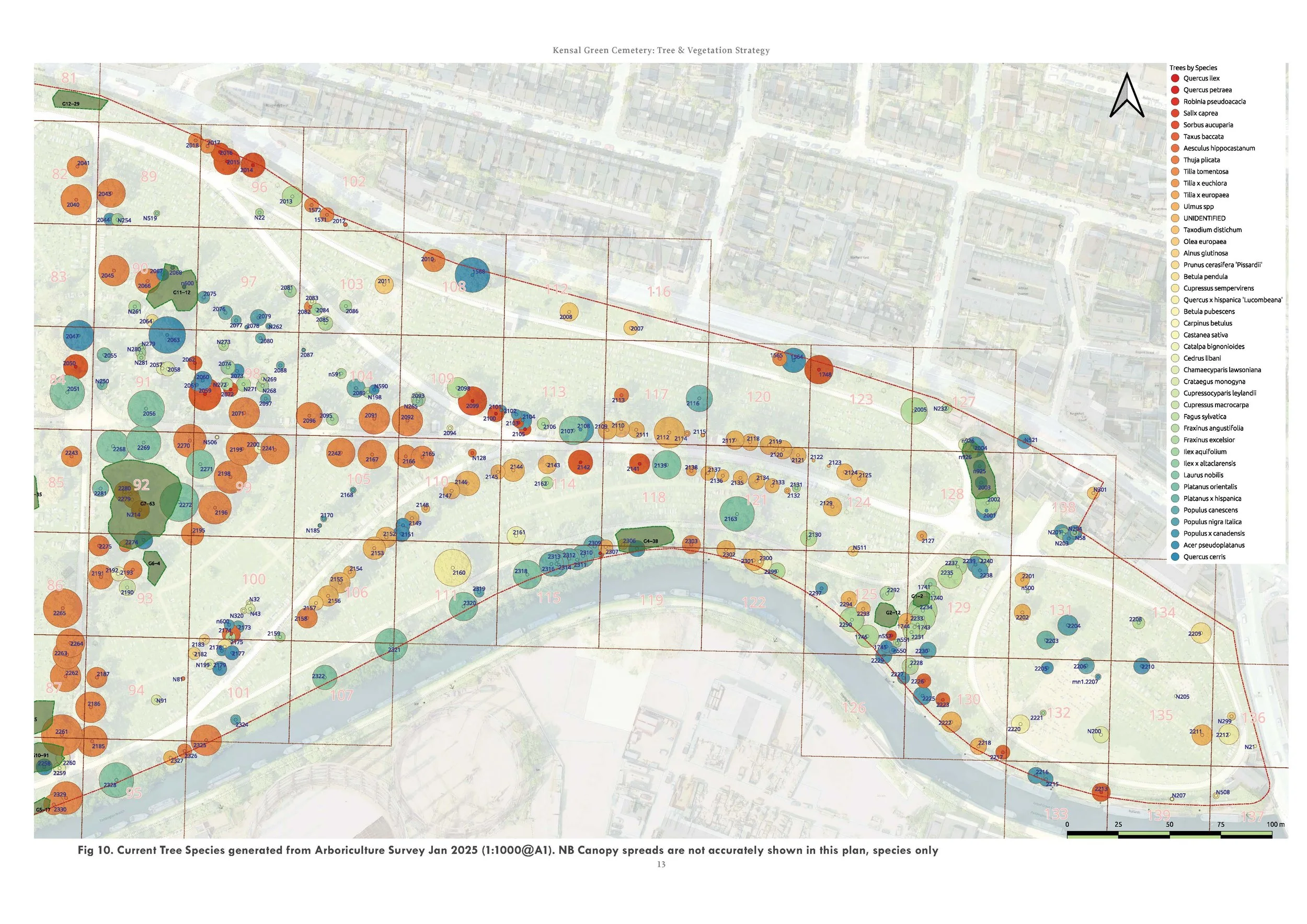 4 Tree Survey - Canopy Cover Analysis by Species.jpg