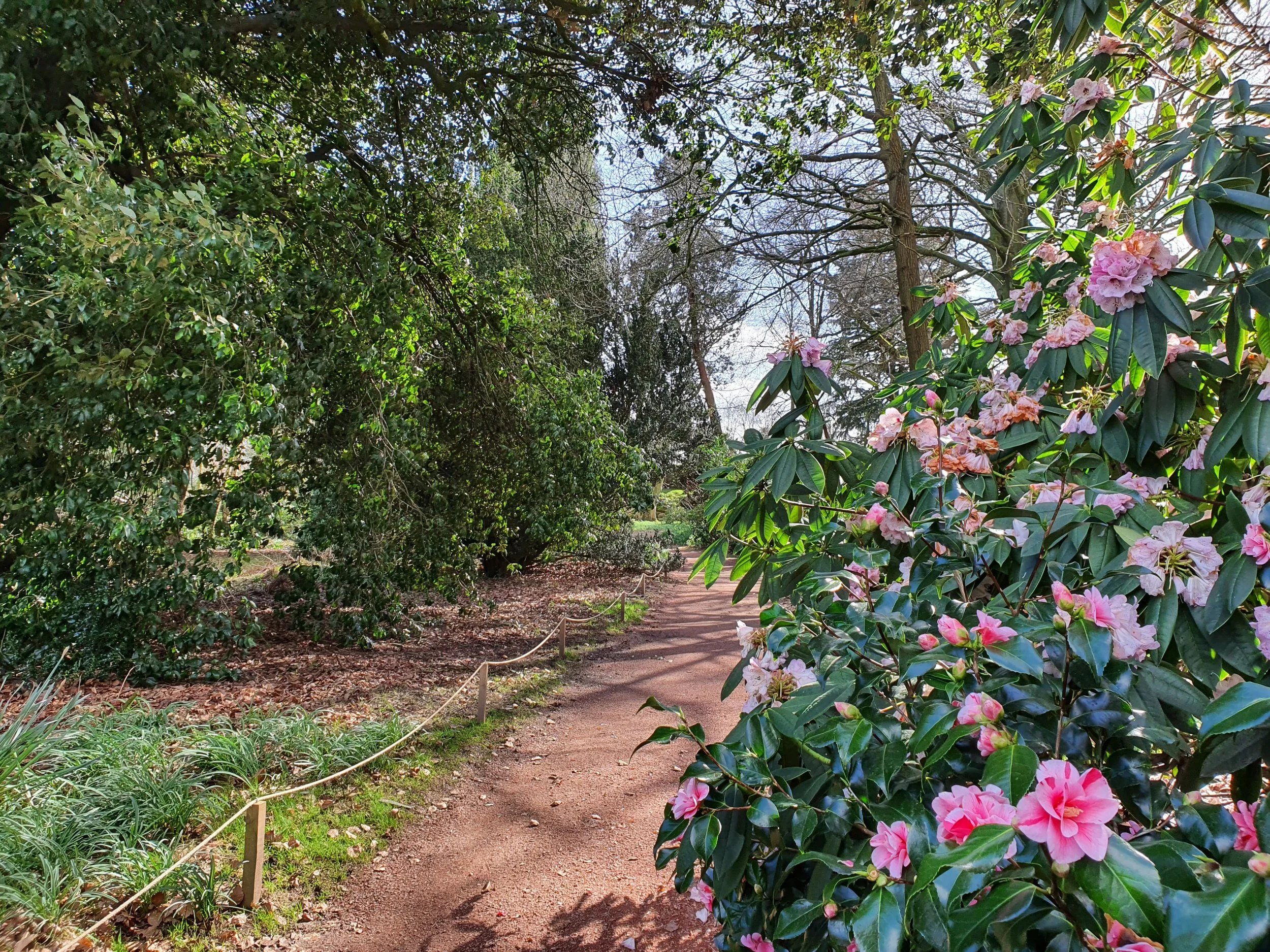 Woodland Garden - Early Restoration Works.jpg