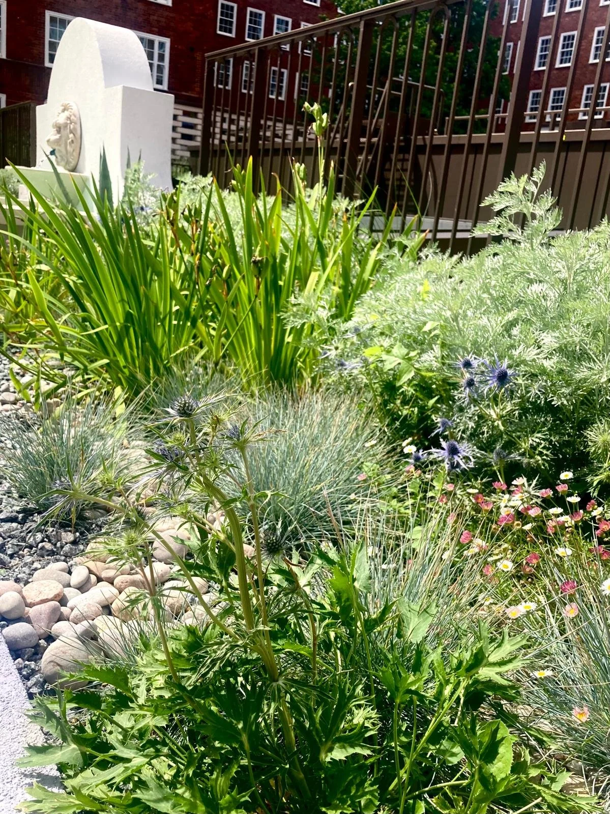 Lion Pool and Drought Tolerant Planting.jpeg