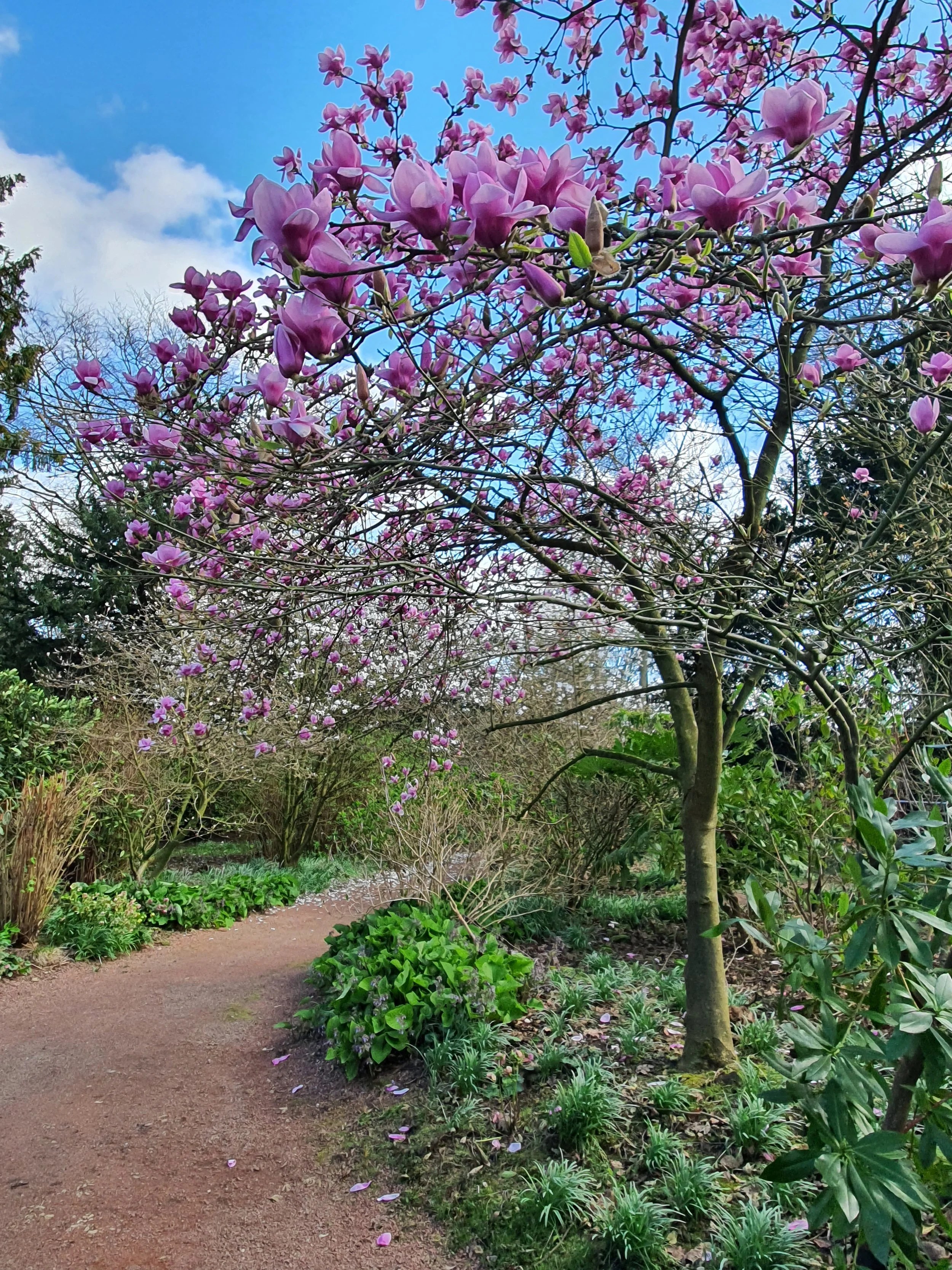 Early works - Restored Paths + Underplanting.jpg
