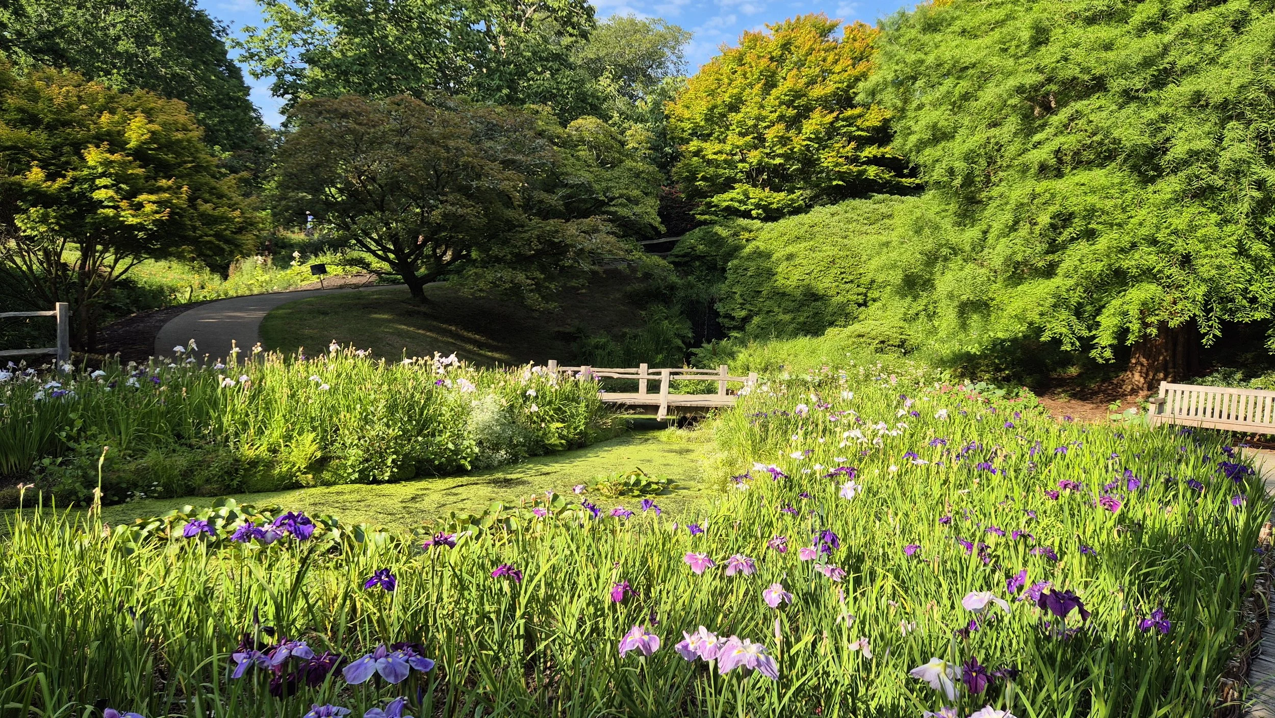 Iris Dell - Water Gardens.jpg