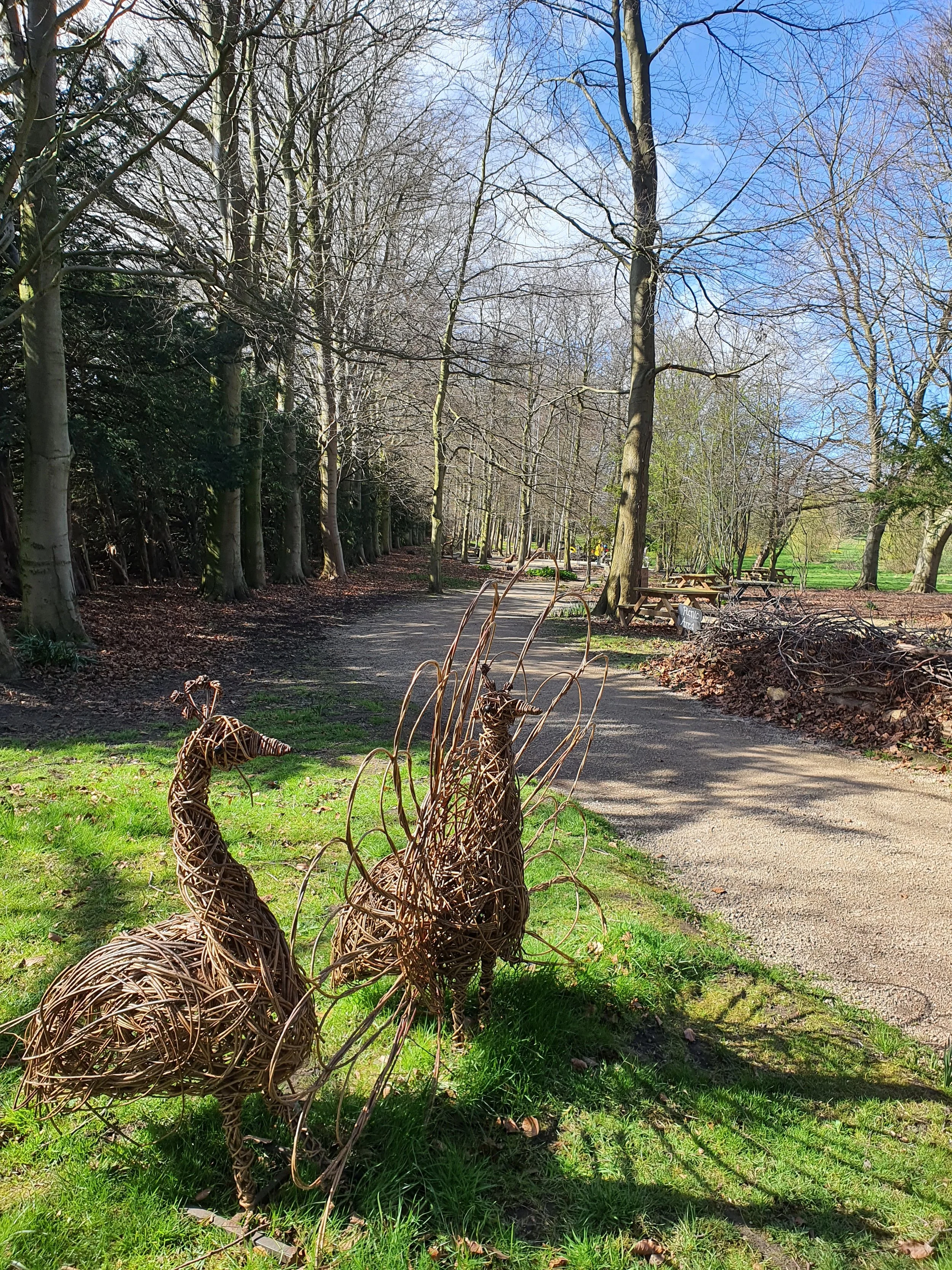Peacocks on the Childrens Trail.jpg