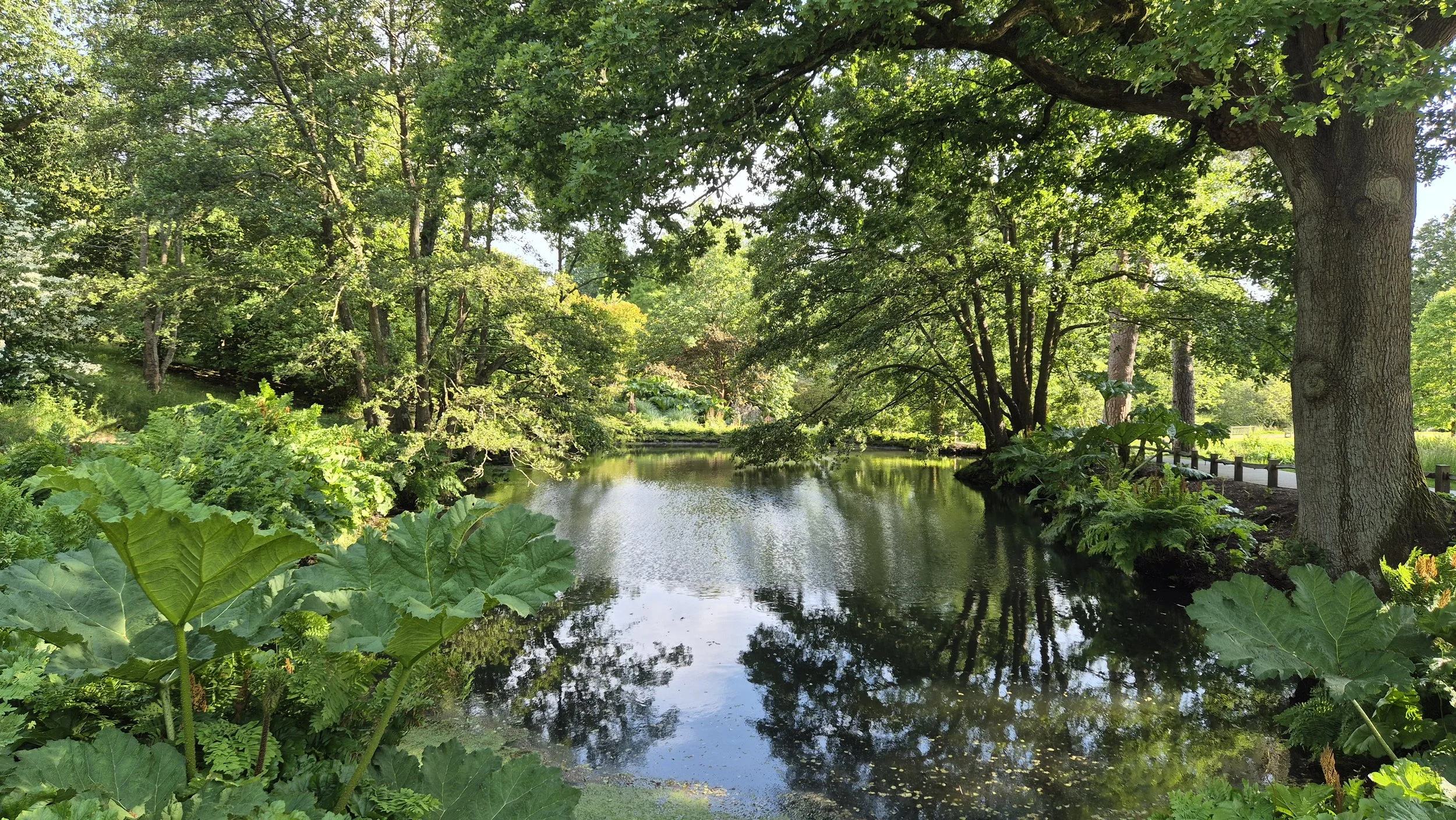 Black Pond - Water Gardens.jpg