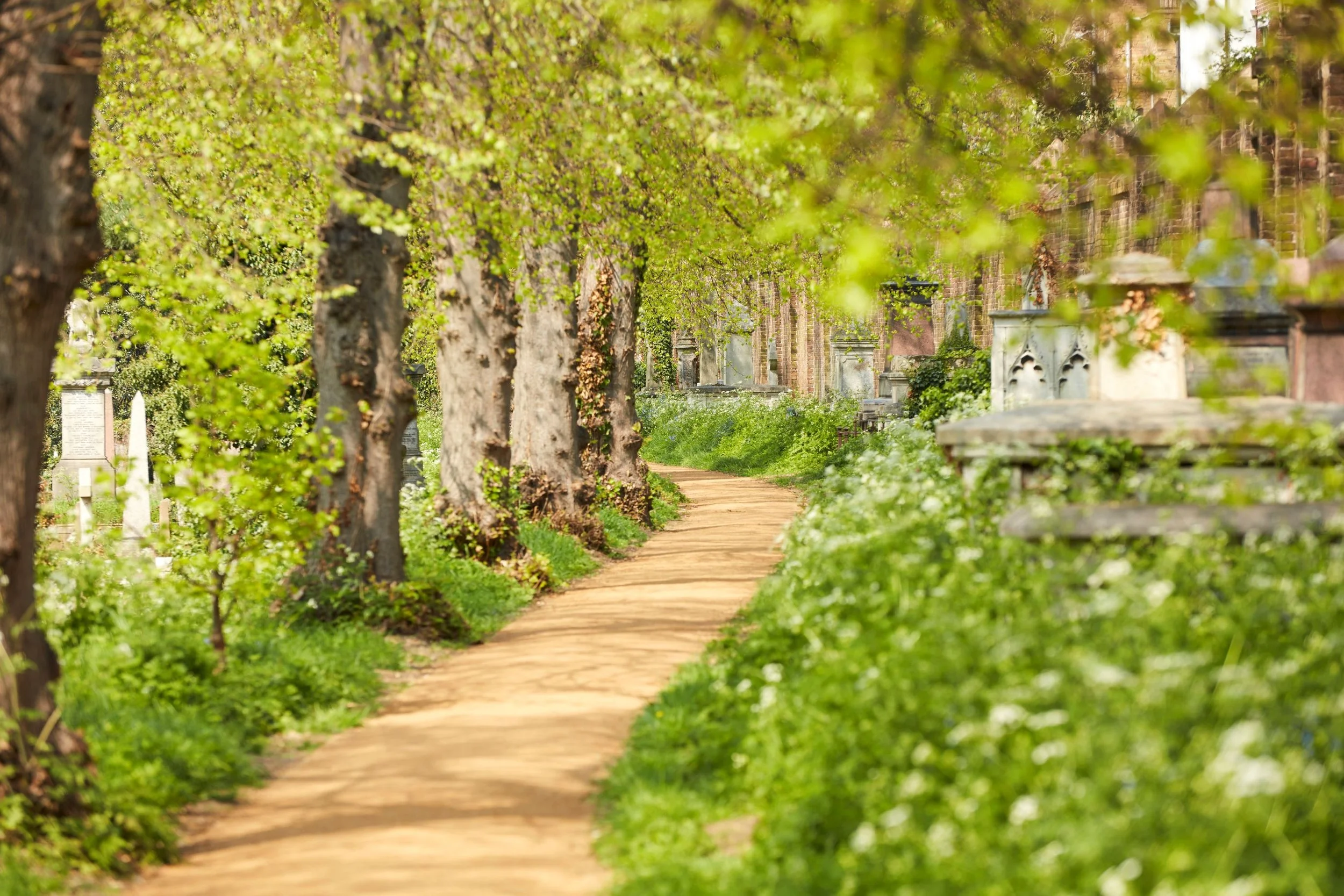 New path and managed understory c.Max Rush.jpg