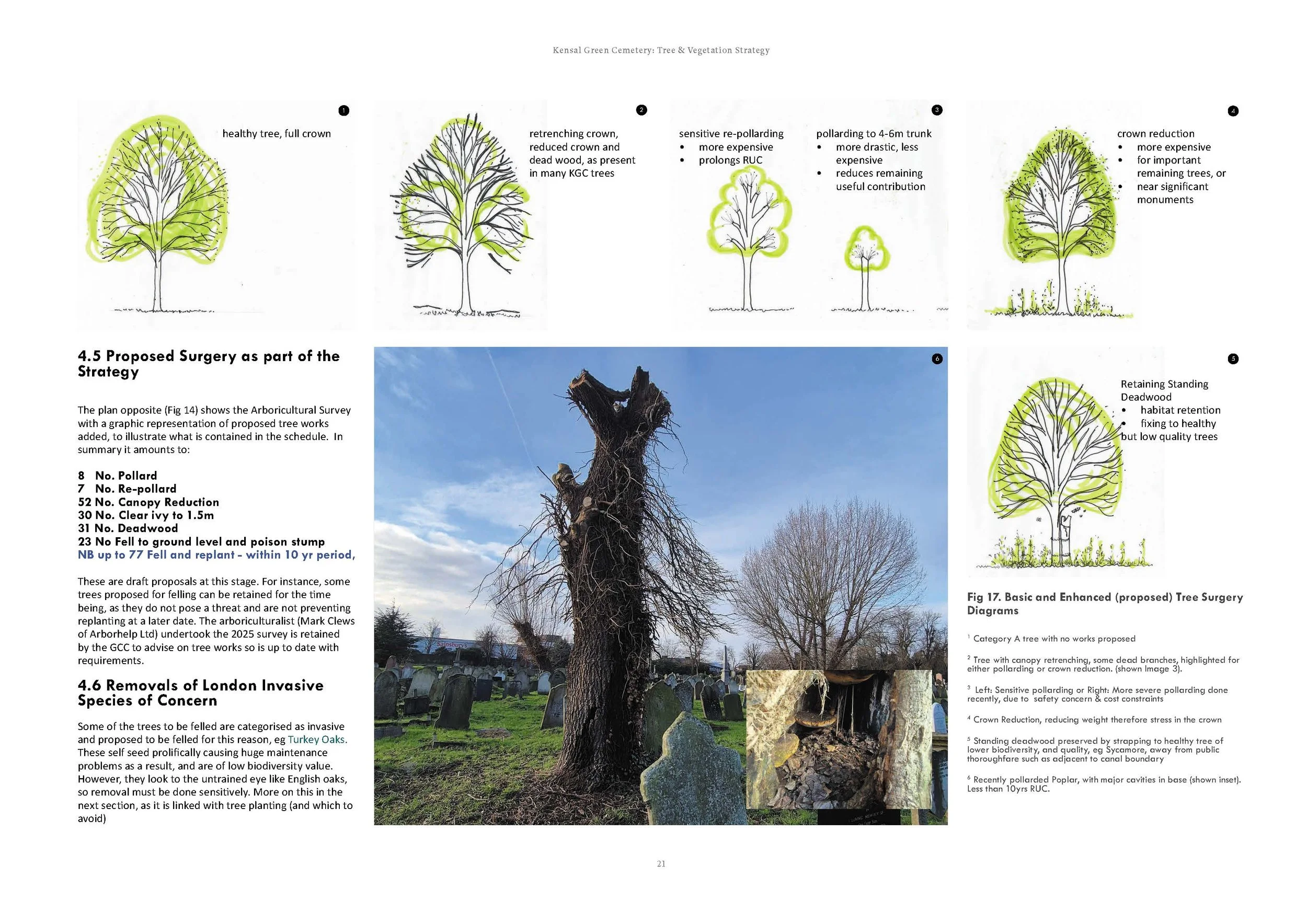 5 Extract - Tree surgery as part of the Strategy.jpg