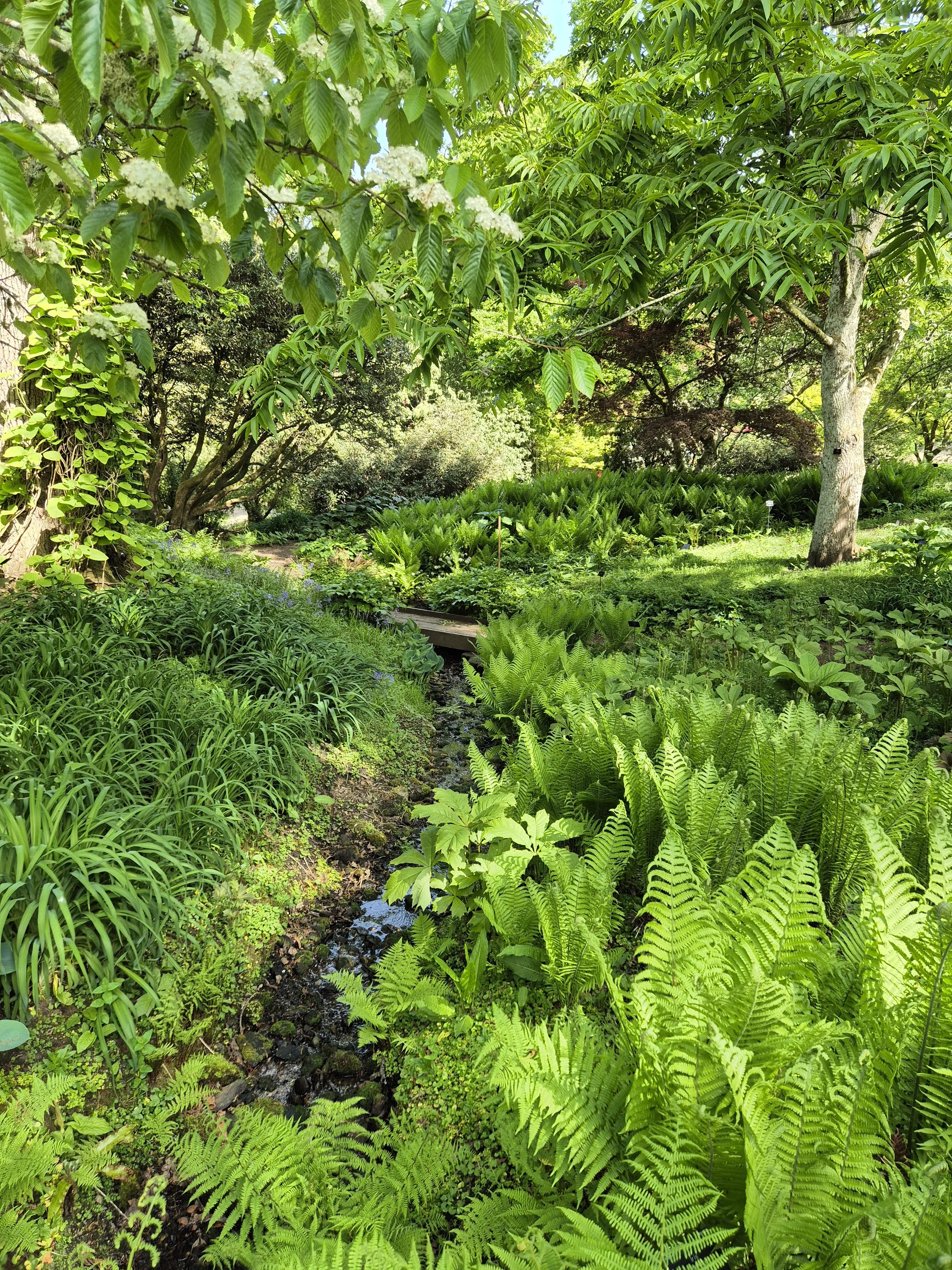 Woodland Garden.jpg