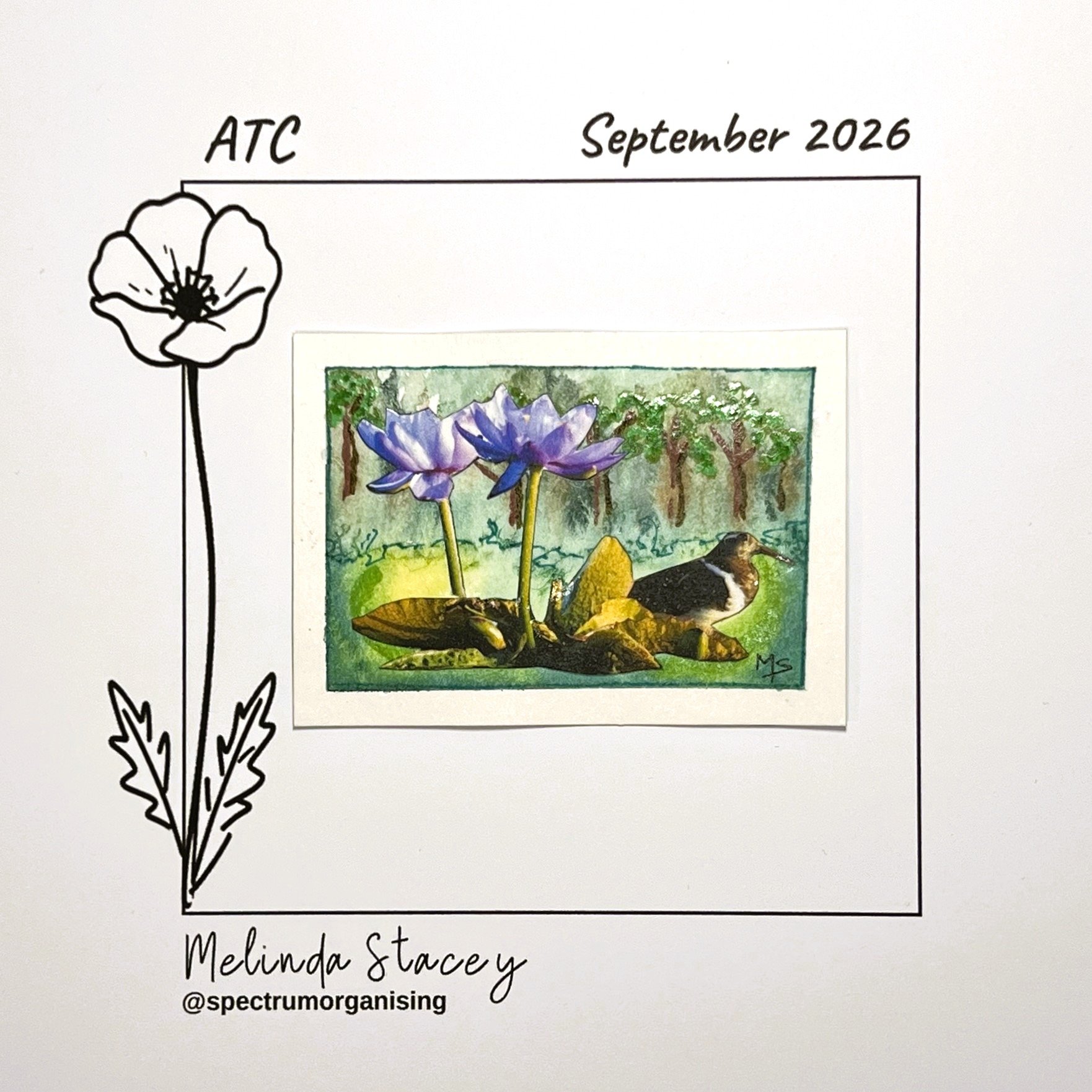 09-2026-ATC-AUSTRALIANPAINTEDSNIPE-10/36
