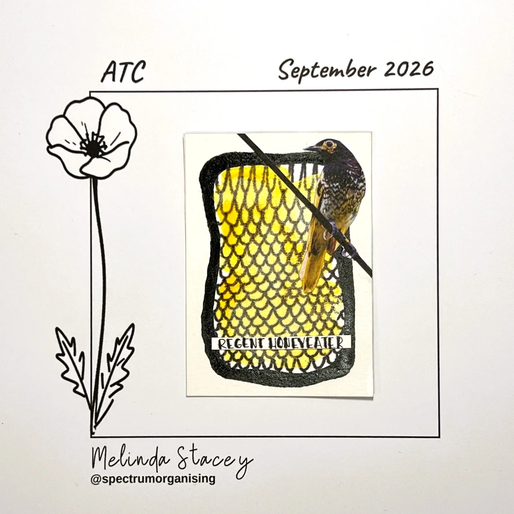 09-2026-ATC-REGENTHONEYEATER-36/36
